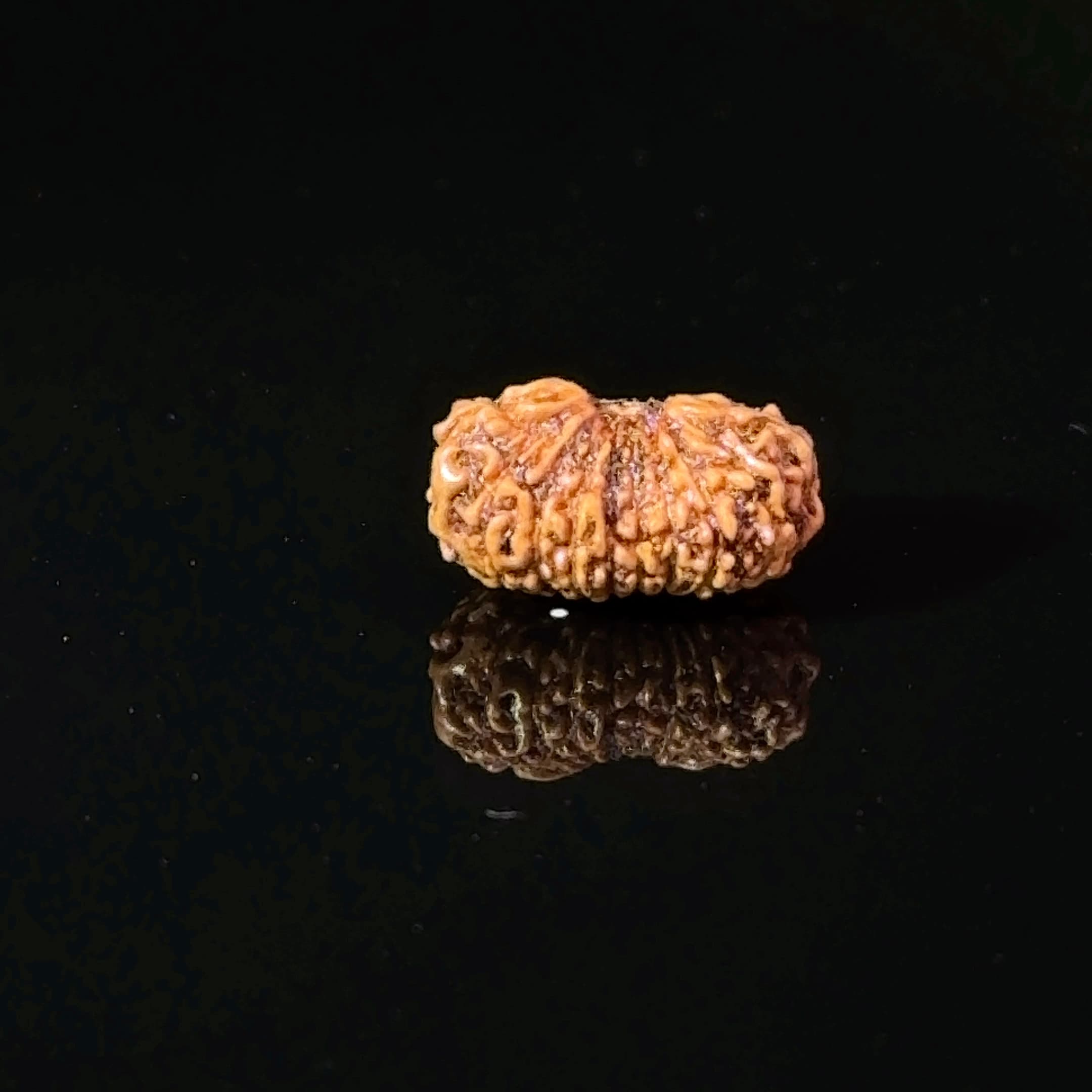 Certified 17 Mukhi Indonesian Rudraksha IGL-  127562RD