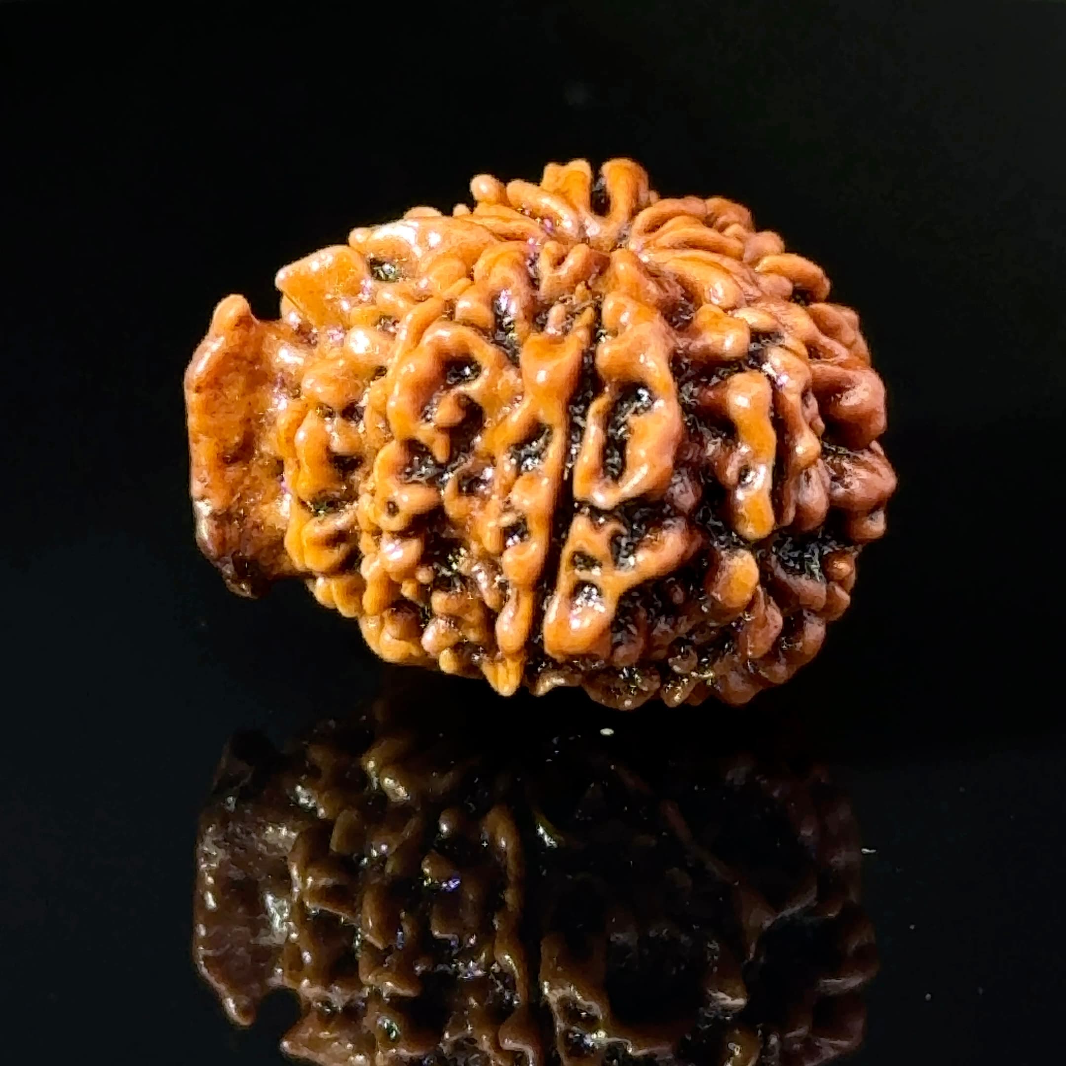 Certified 11 MUKHI GANESH Rudraksha IGL-146079RD