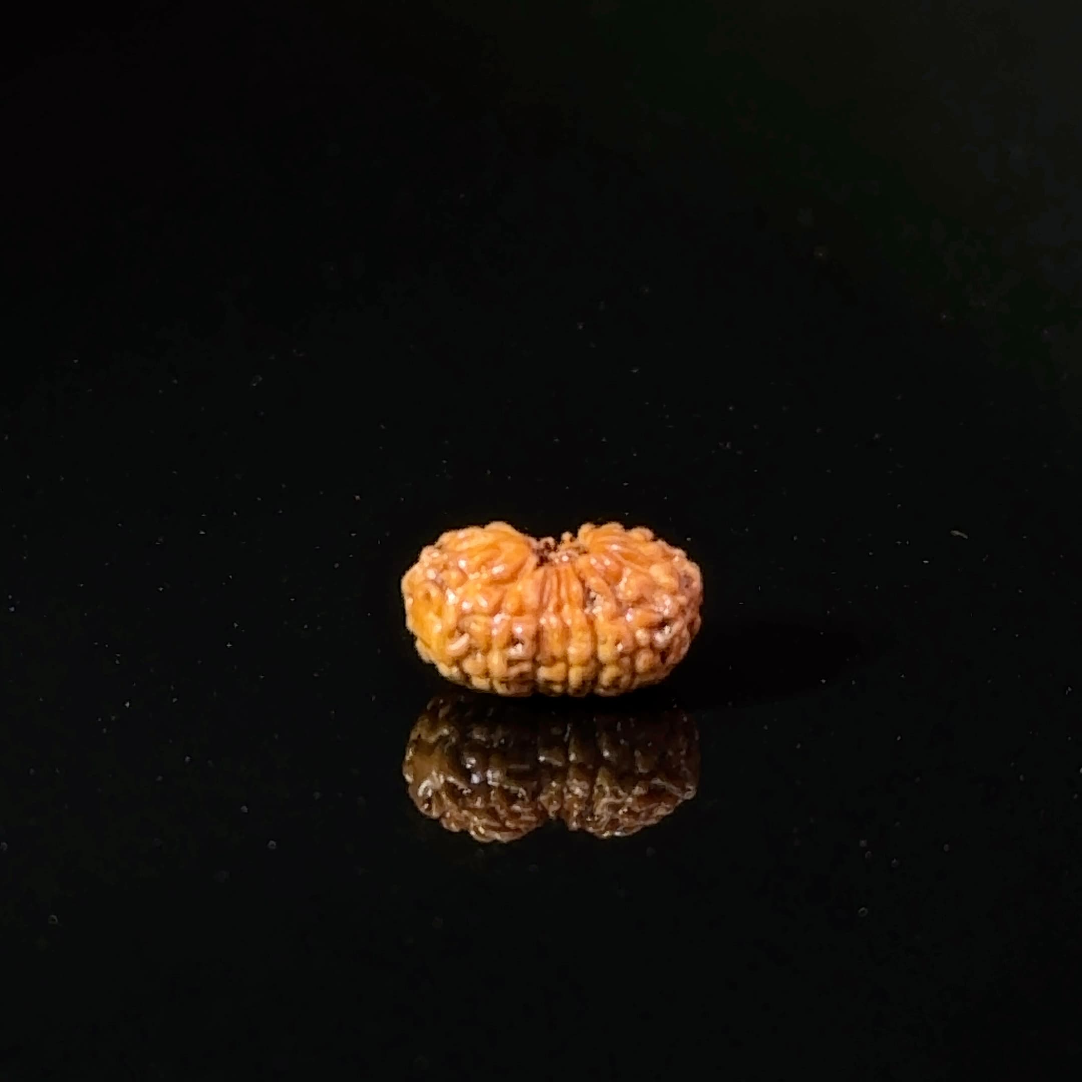 Certified 17 Mukhi Indonesian Rudraksha IGL- 127558RD