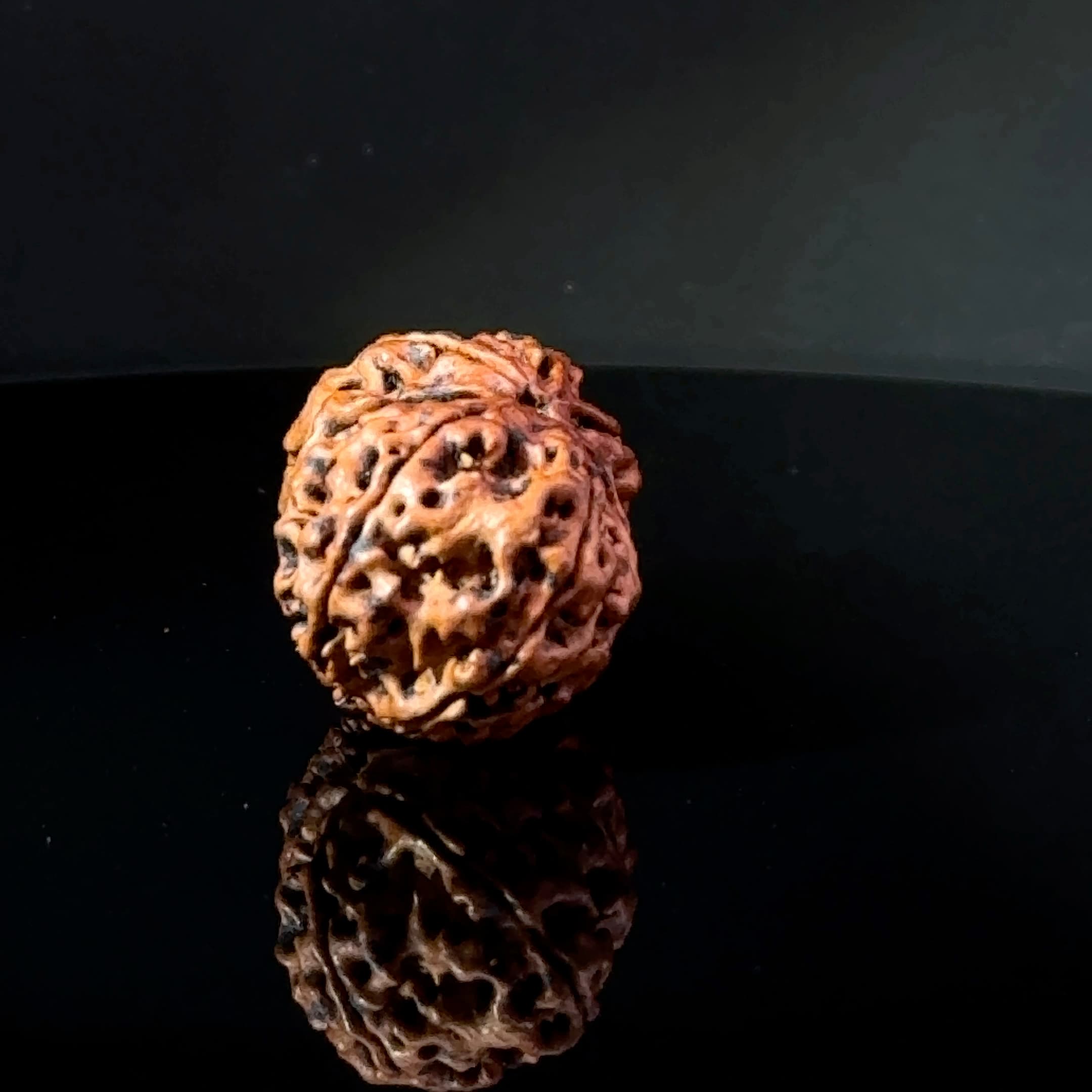 Certified Gauri Shankar Rudraksha IGL - 146092RD