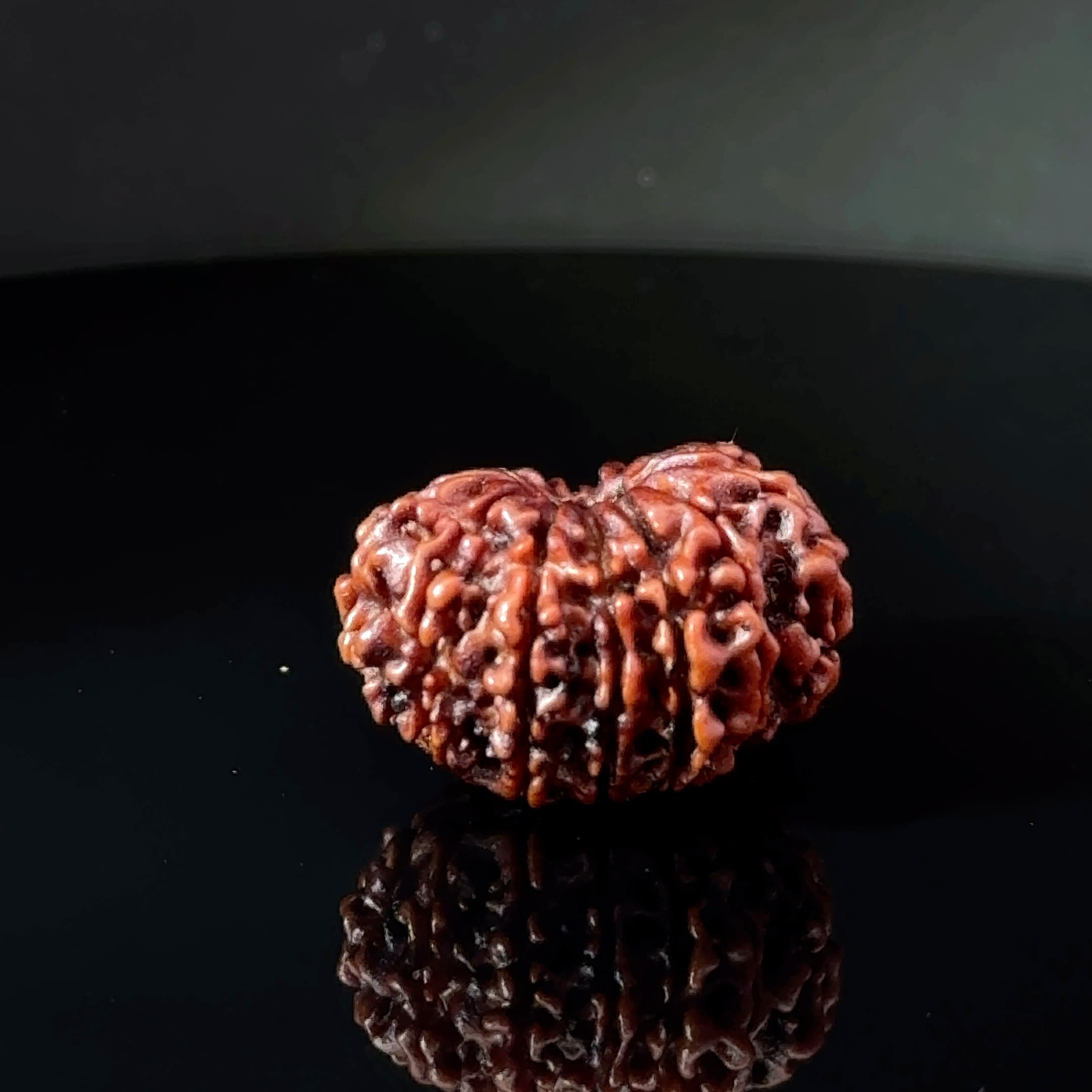 Certified 14 Mukhi Nepali Rudraksha IGL- 145135RD