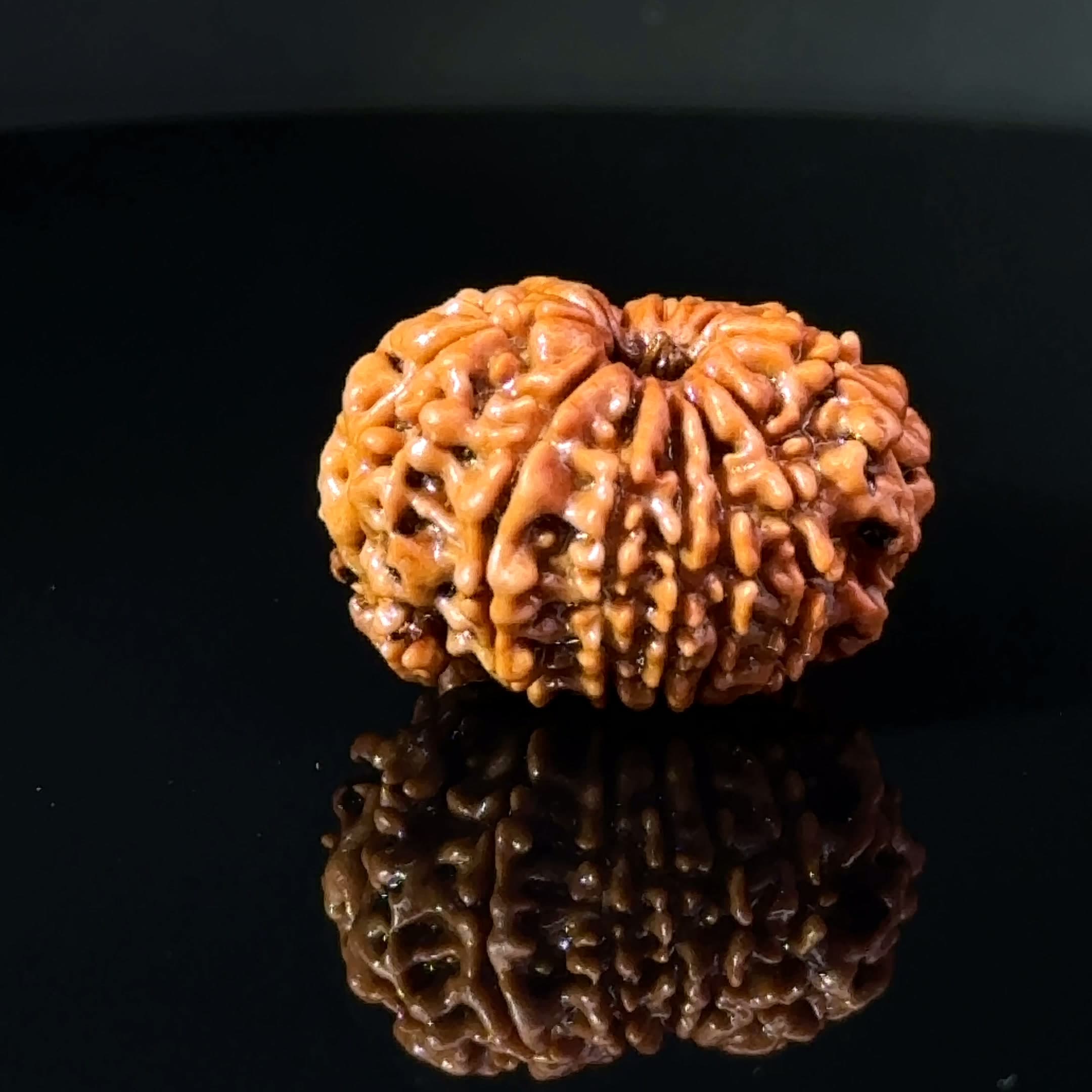 Certified 11 MUKHI GANESH Rudraksha IGL-146078RD