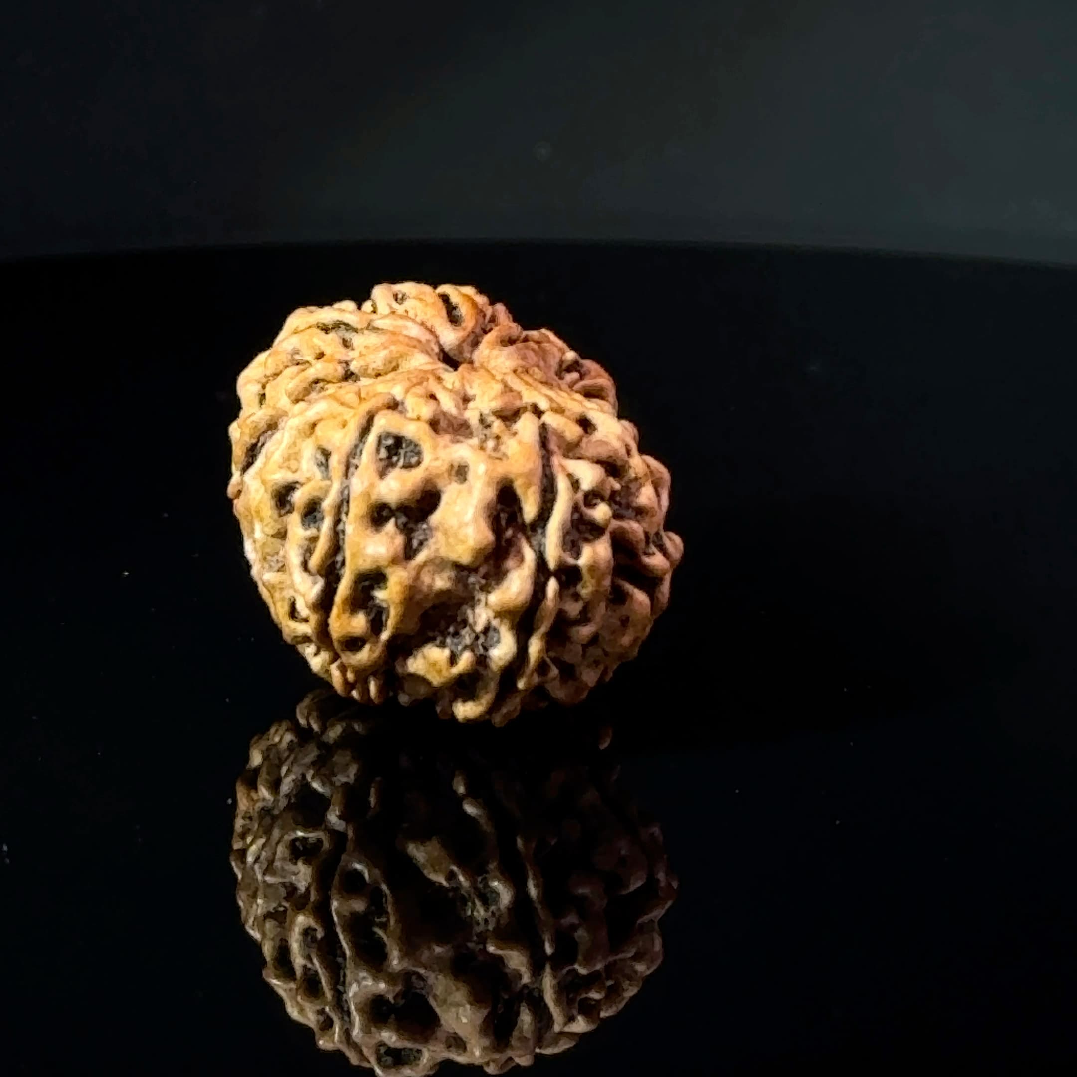 Certified Gauri Shankar Rudraksha IGL - 146104RD