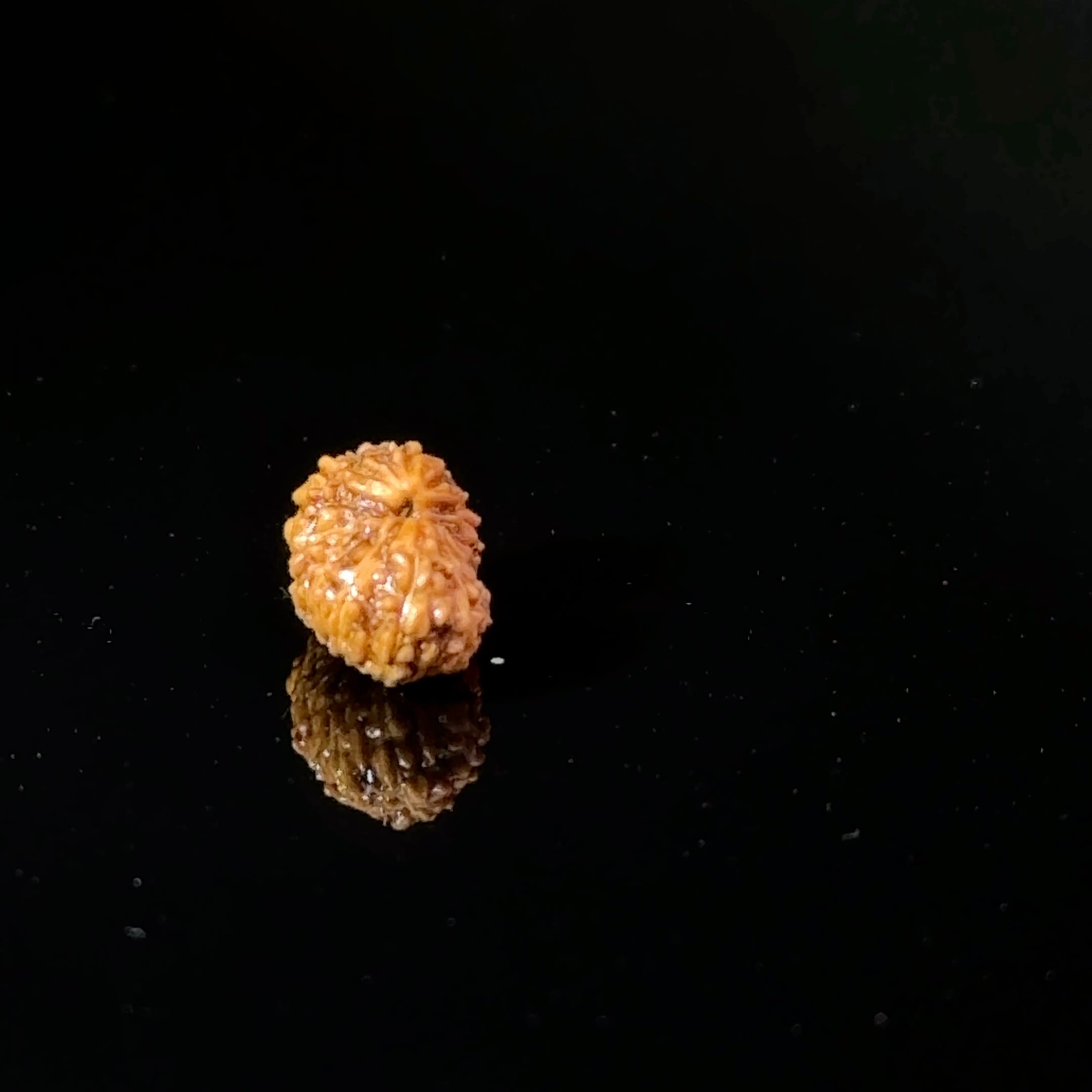 Certified 17 Mukhi Indonesian Rudraksha IGL- 127553RD