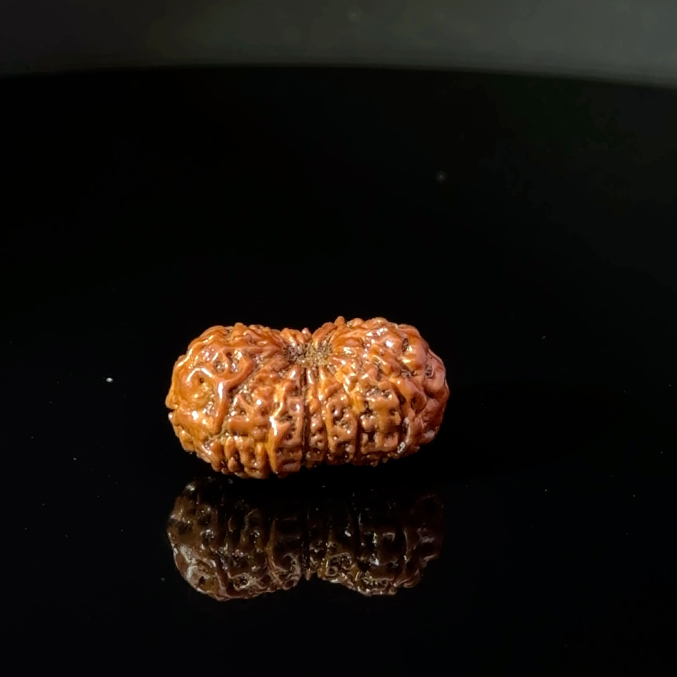 Certified 15 Mukhi Nepali Rudraksha IGL- 135511RD