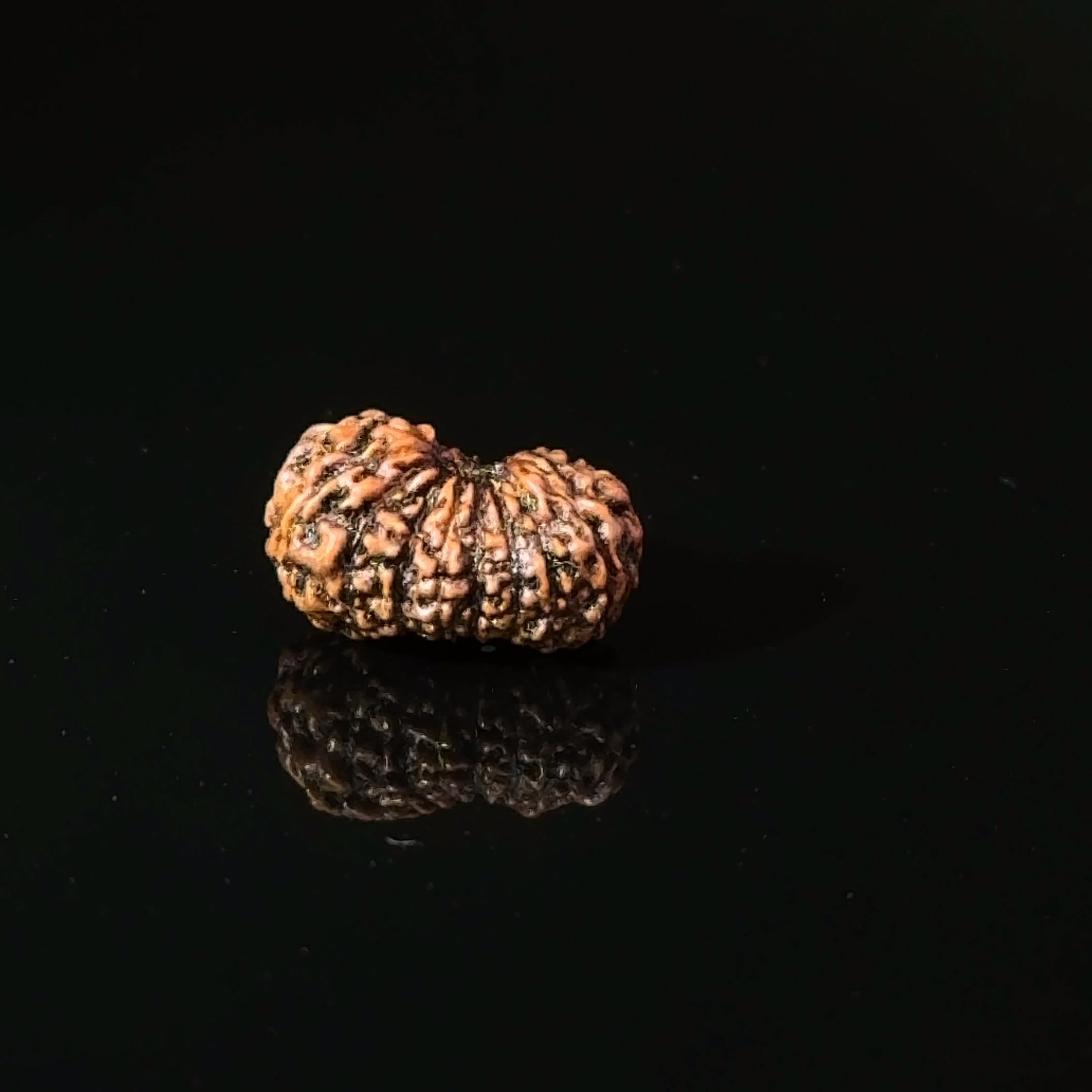Certified 17 Mukhi Indonesian Rudraksha IGL- 127563RD