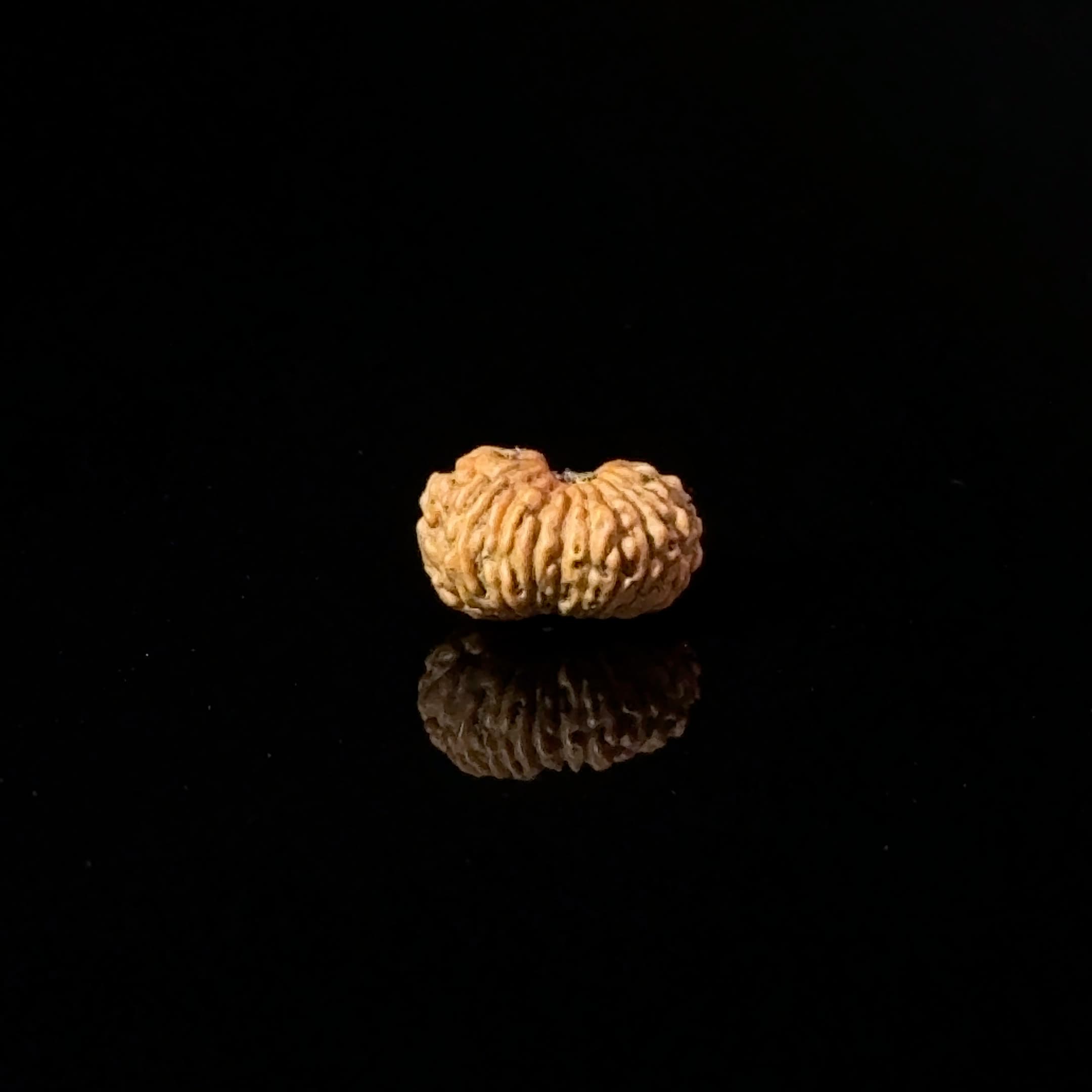 Certified 17 Mukhi Indonesian Rudraksha IGL- 127561RD