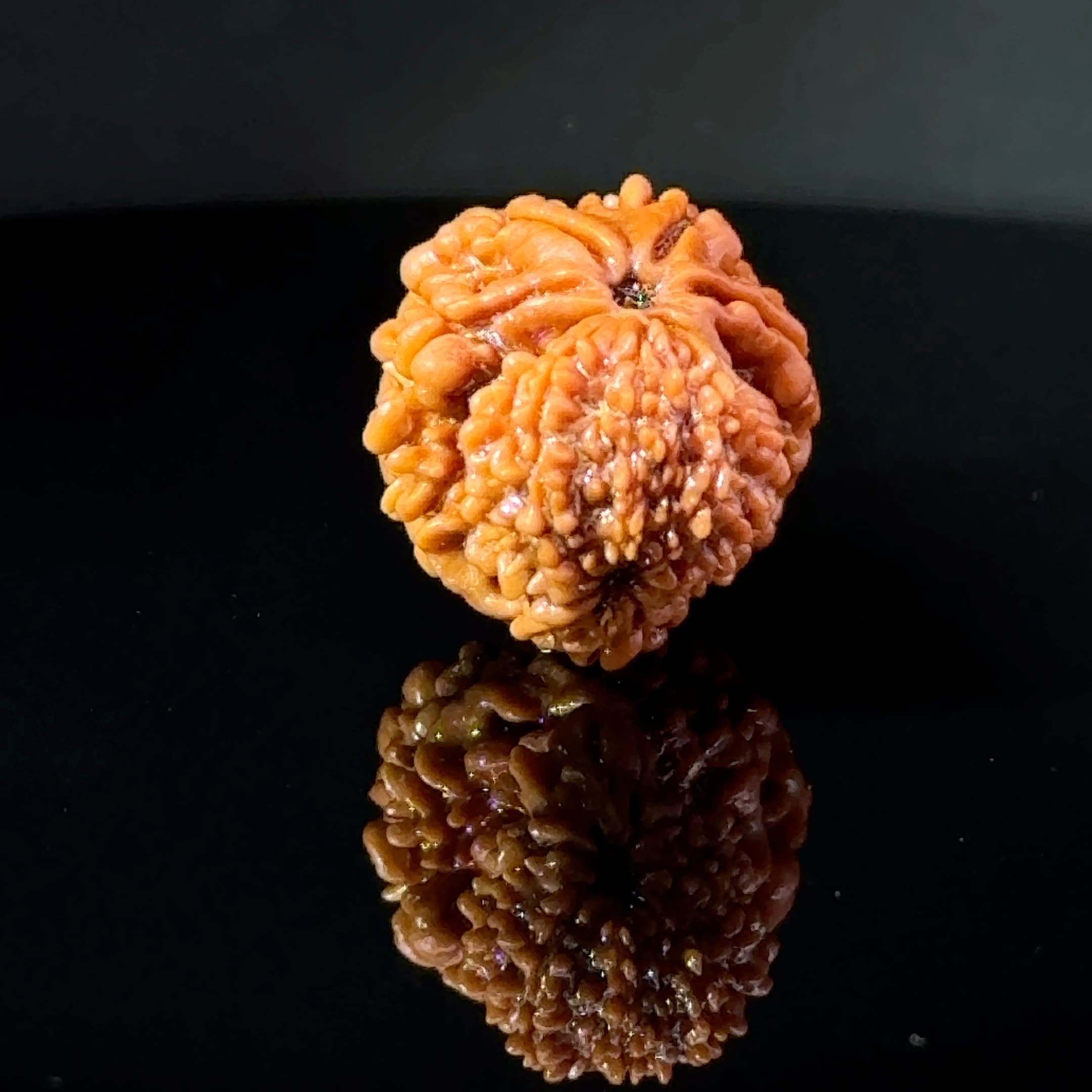 Certified Garbh Gauri Shankar Rudraksha IGL -146111RD
