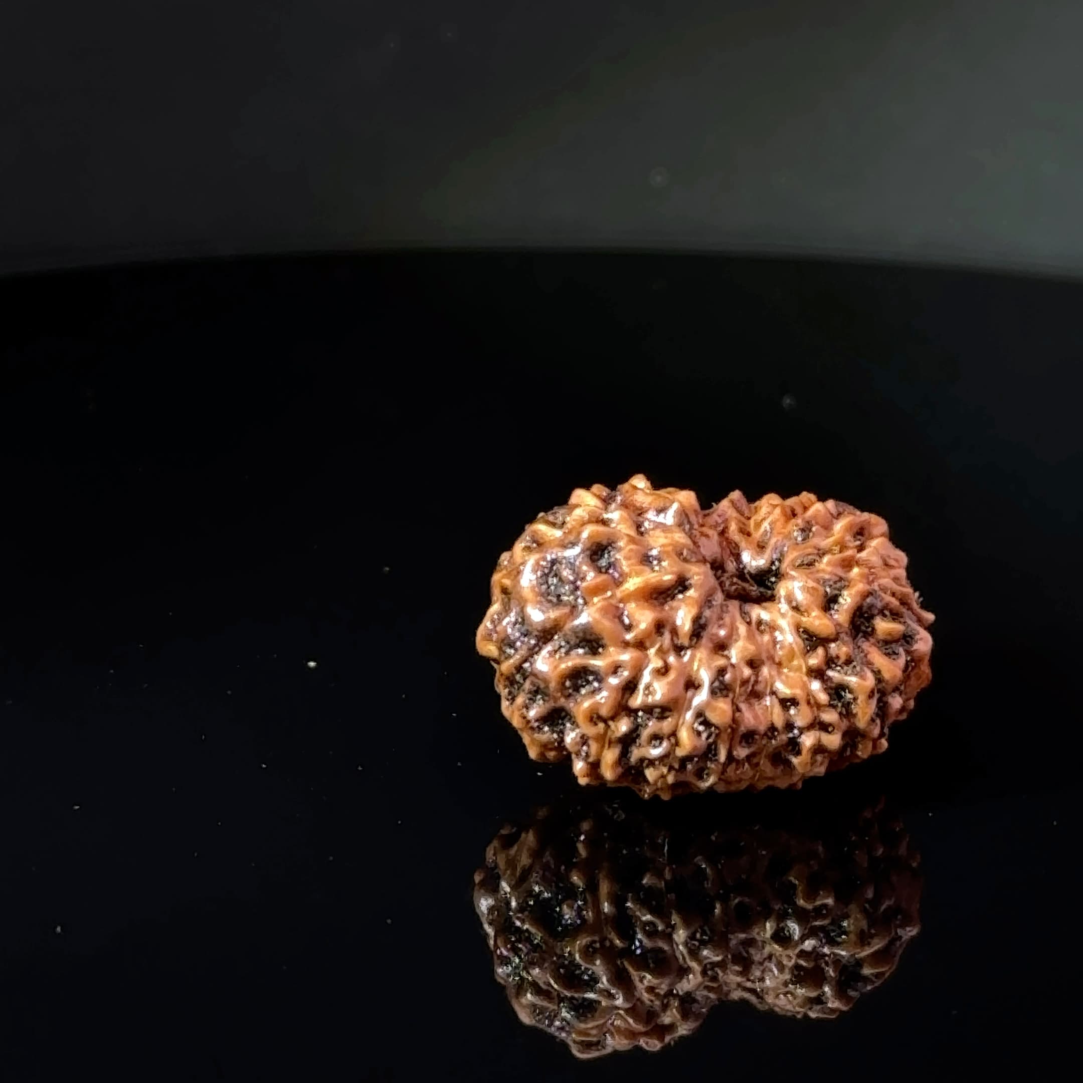 Certified 15 Mukhi Nepali Rudraksha IGL- 135507RD