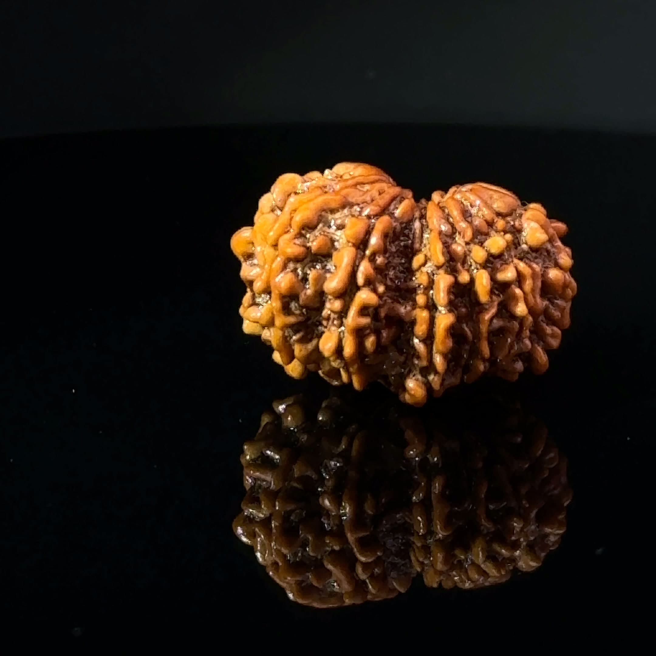 Certified Gauri Shankar Rudraksha IGL - 146101RD