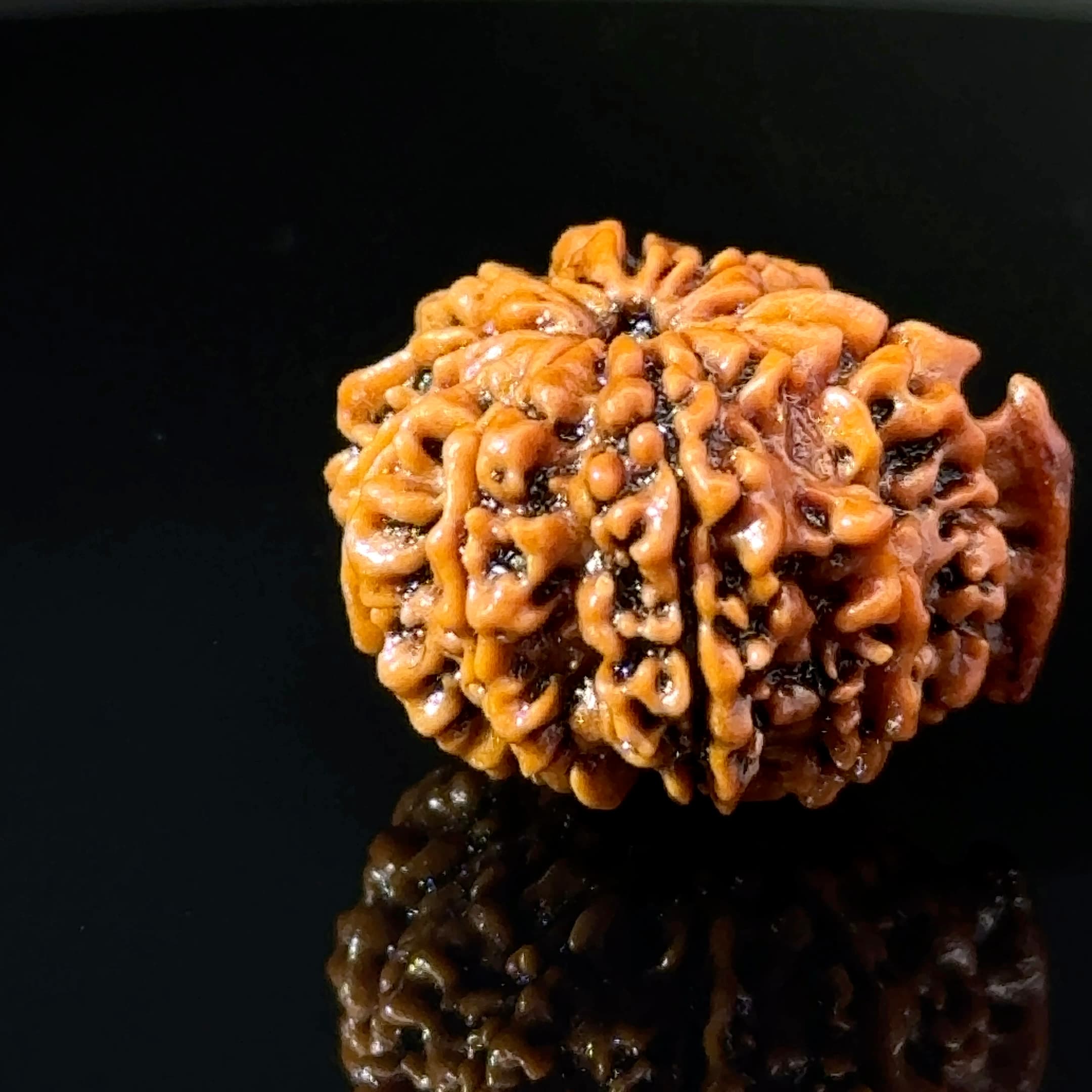 Certified 11 MUKHI GANESH Rudraksha IGL-146079RD