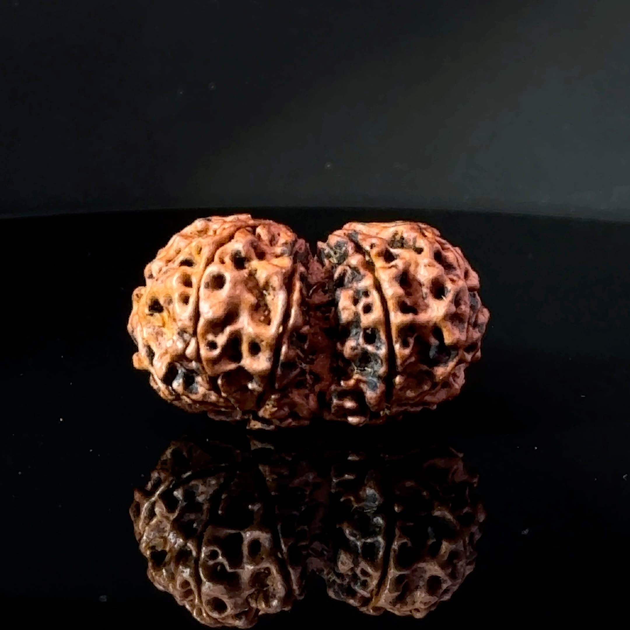 Certified Gauri Shankar Rudraksha IGL - 146092RD