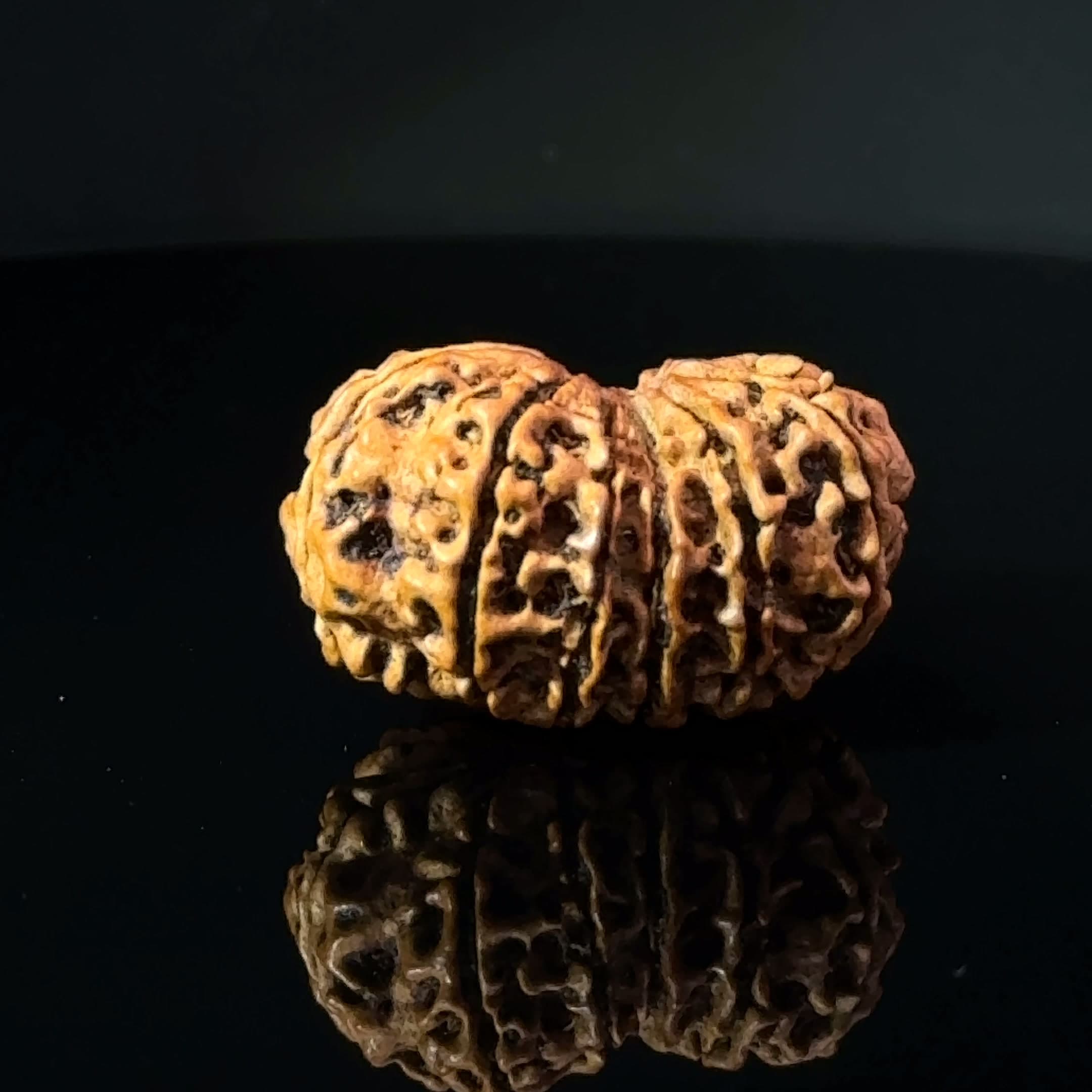 Certified Gauri Shankar Rudraksha IGL - 146104RD