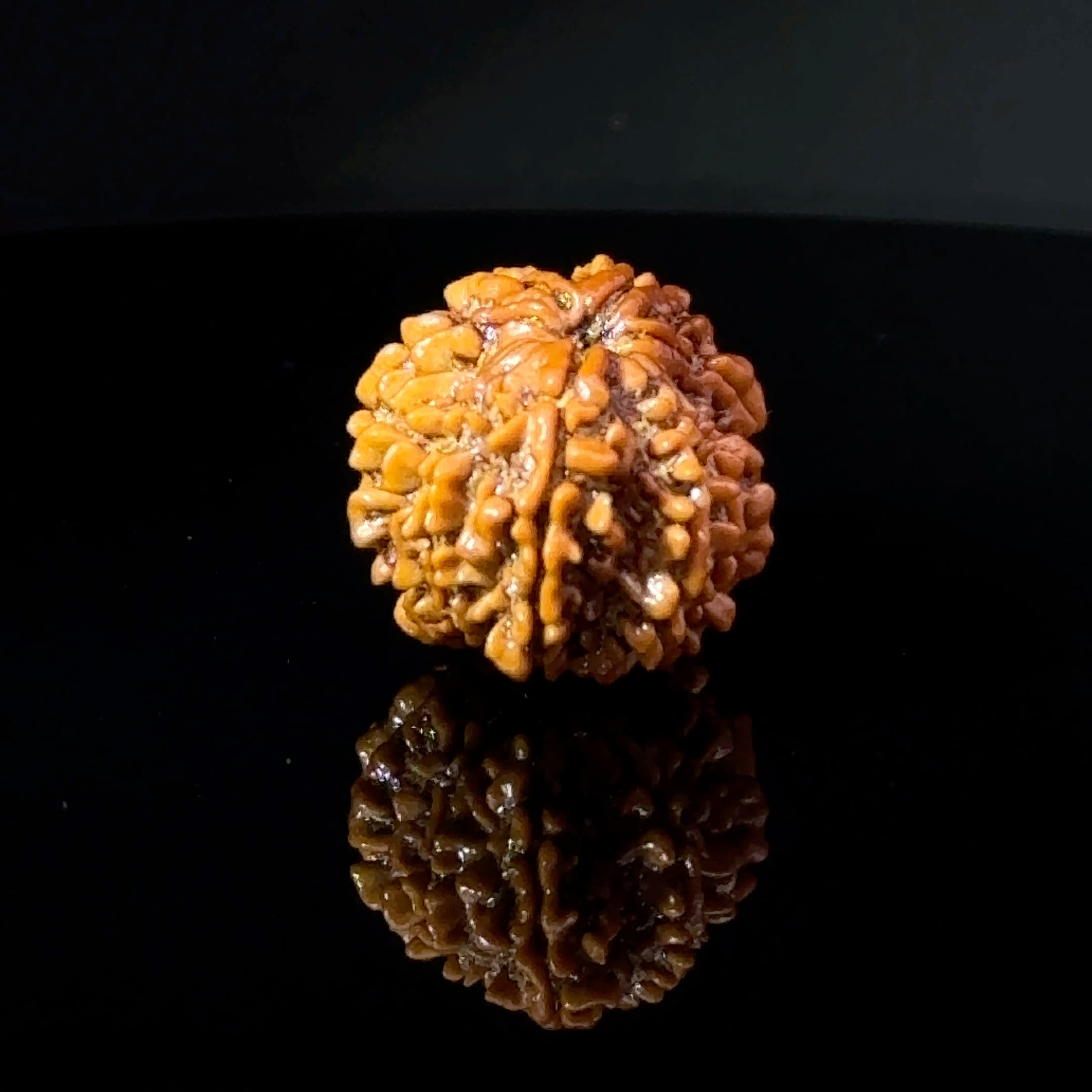Certified Gauri Shankar Rudraksha IGL - 146101RD