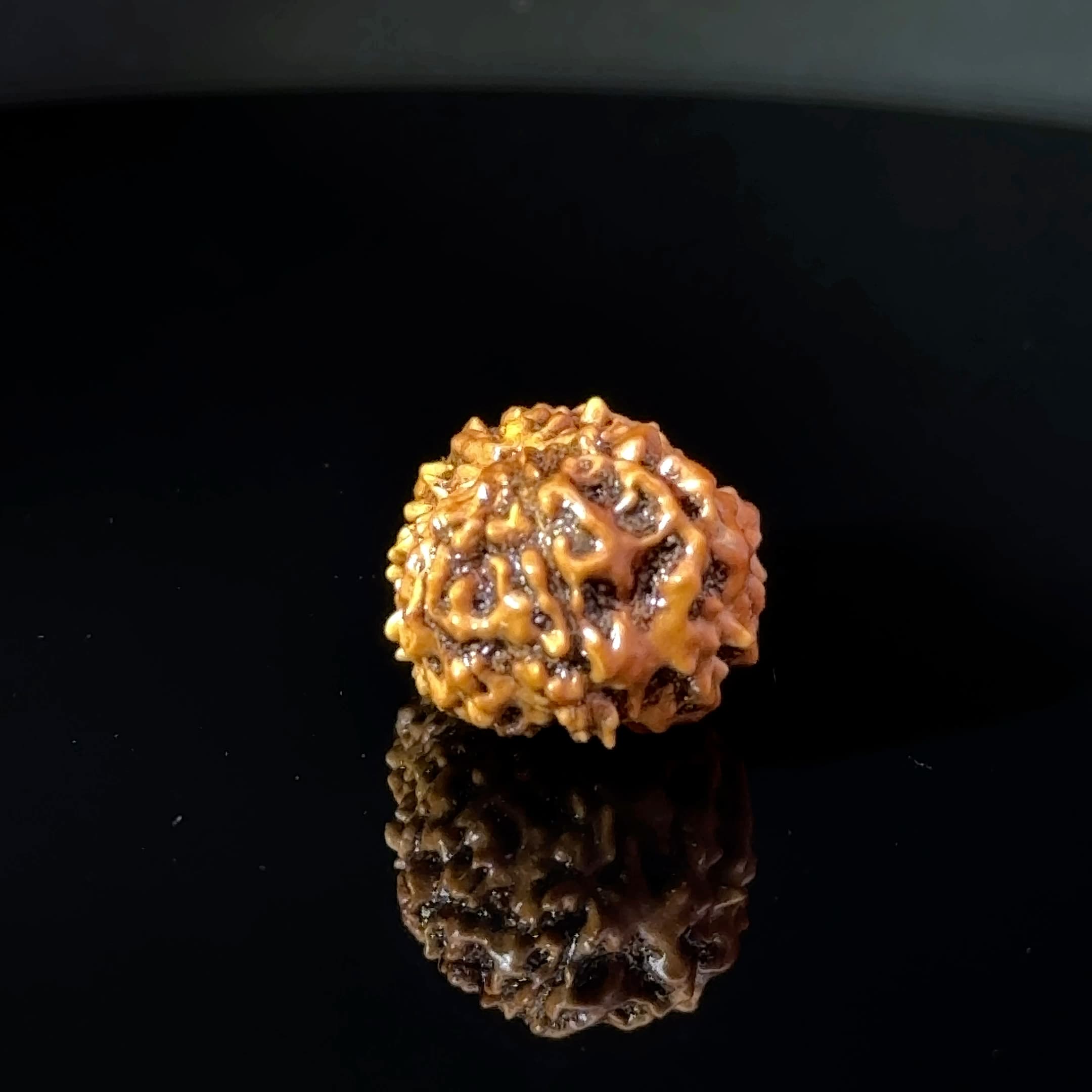 Certified 15 Mukhi Nepali Rudraksha IGL- 135508RD