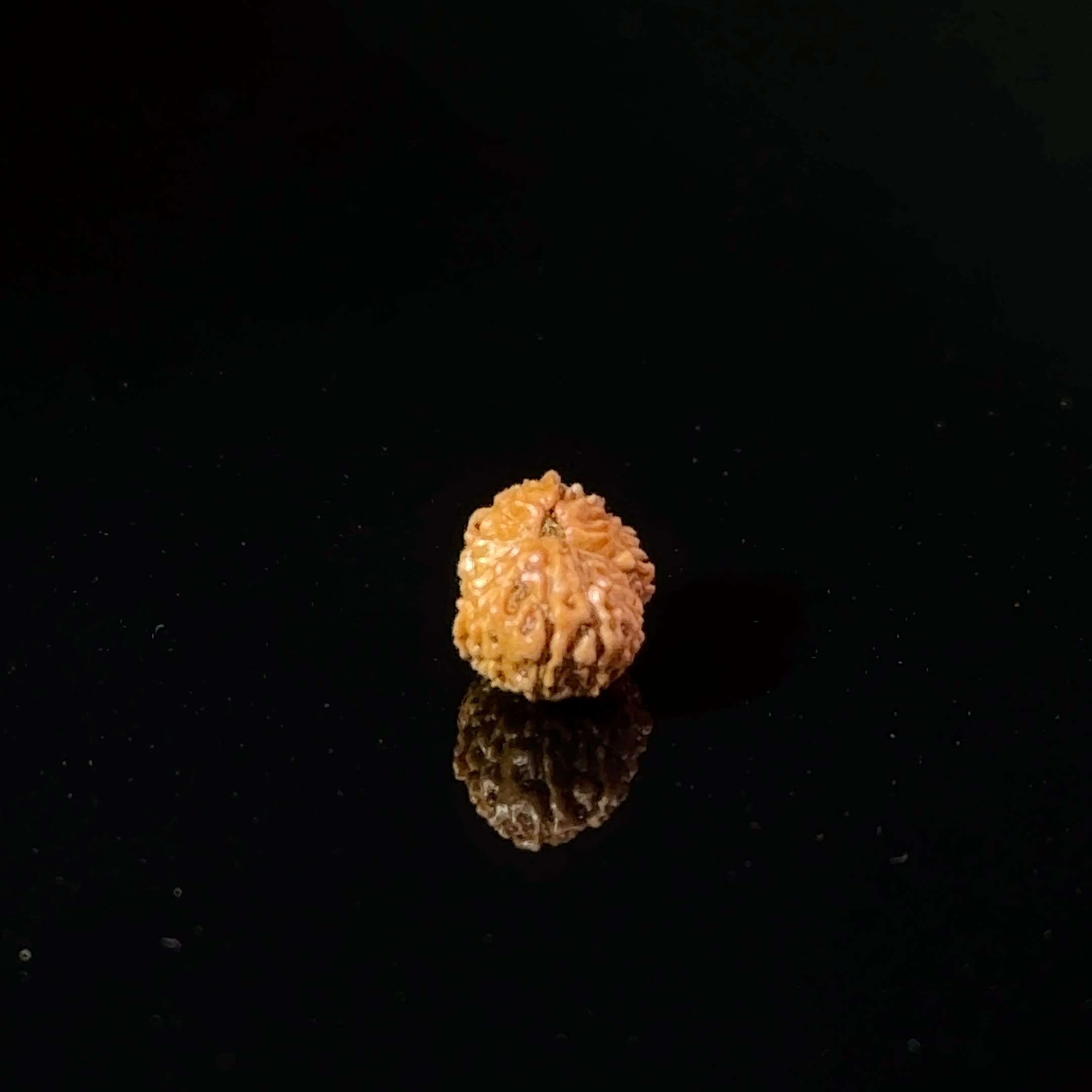 Certified 17 Mukhi Indonesian Rudraksha IGL- 127556RD