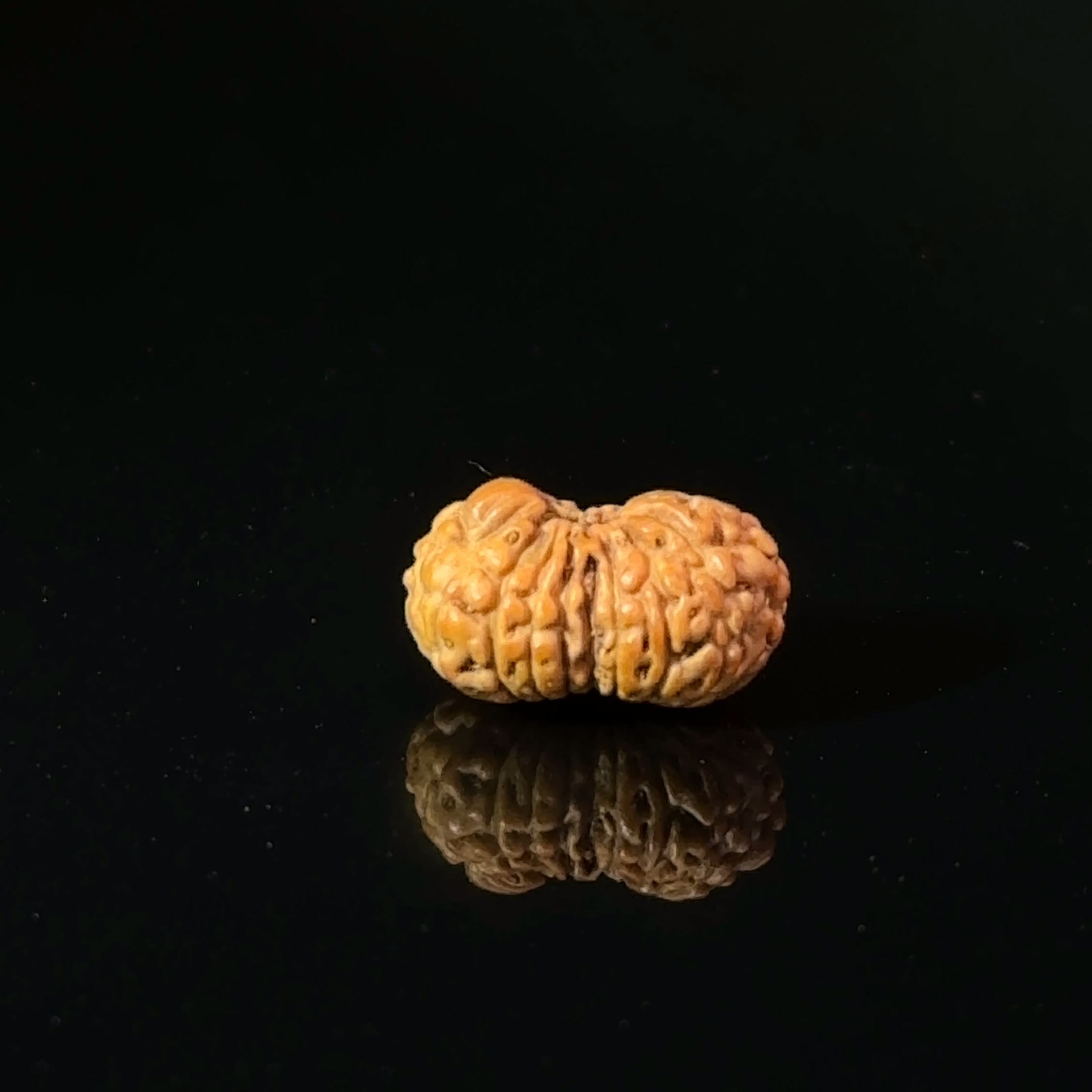 Certified 17 Mukhi Indonesian Rudraksha IGL- 127552RD
