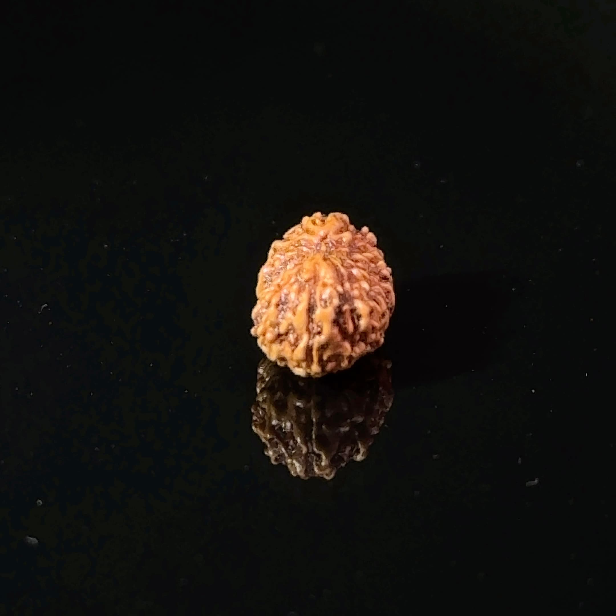 Certified 17 Mukhi Indonesian Rudraksha IGL-  127562RD