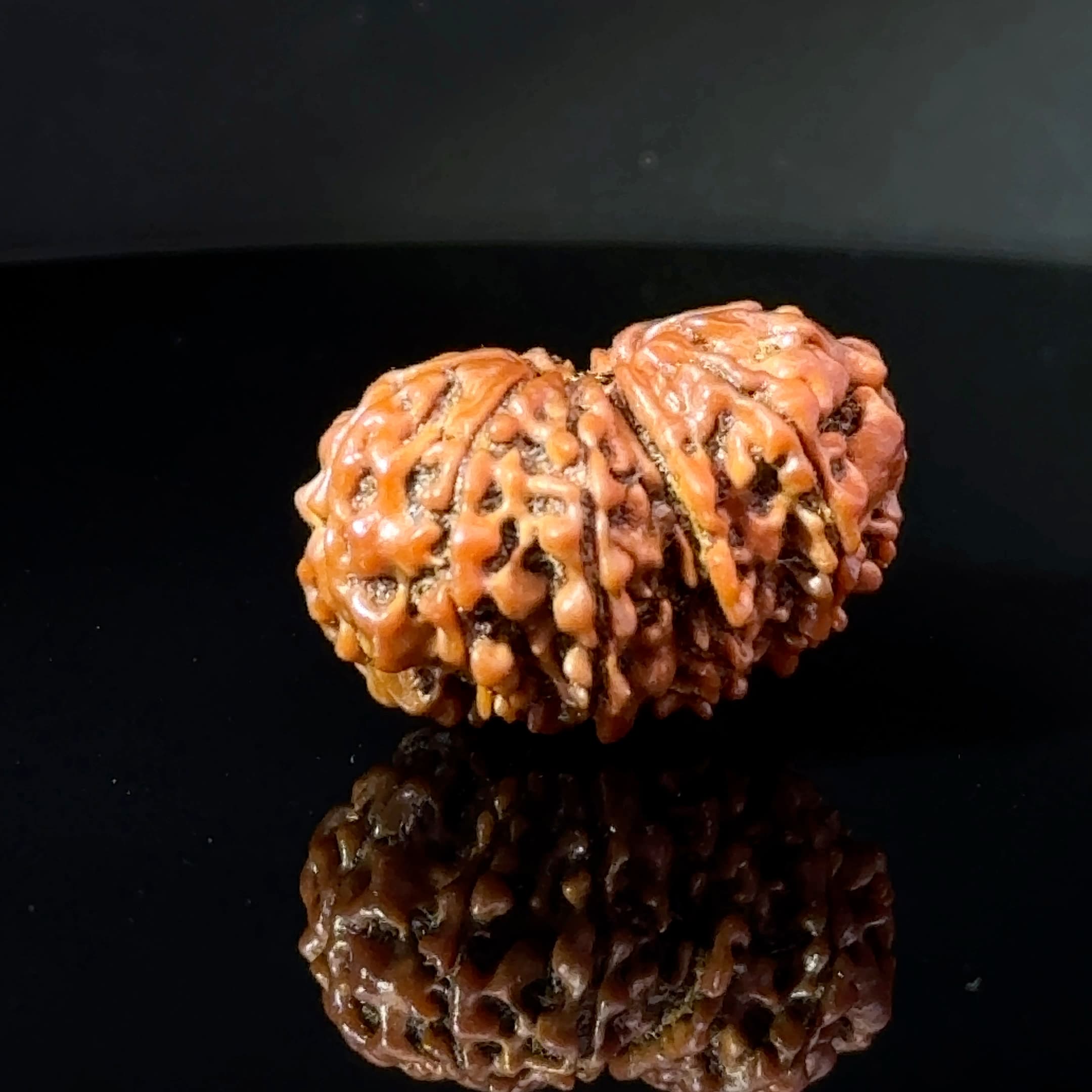 Certified Gauri Shankar Rudraksha IGL - 146105RD