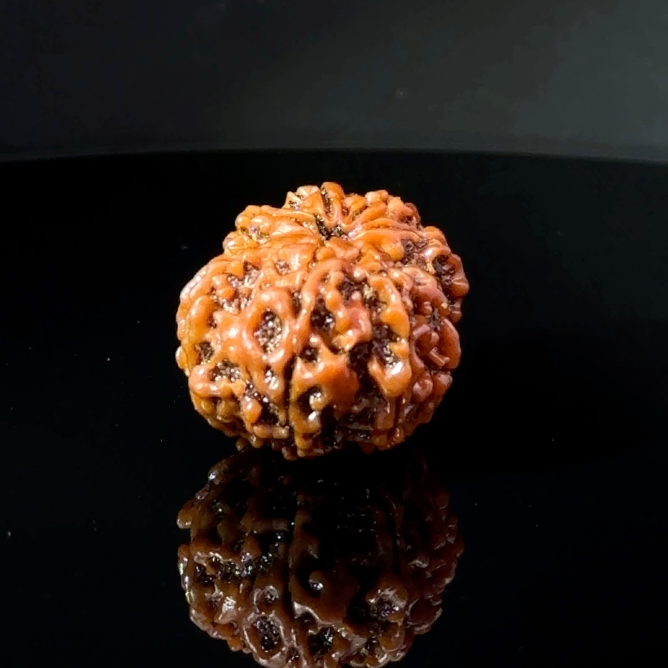 Certified Gauri Shankar Rudraksha IGL - 146102RD
