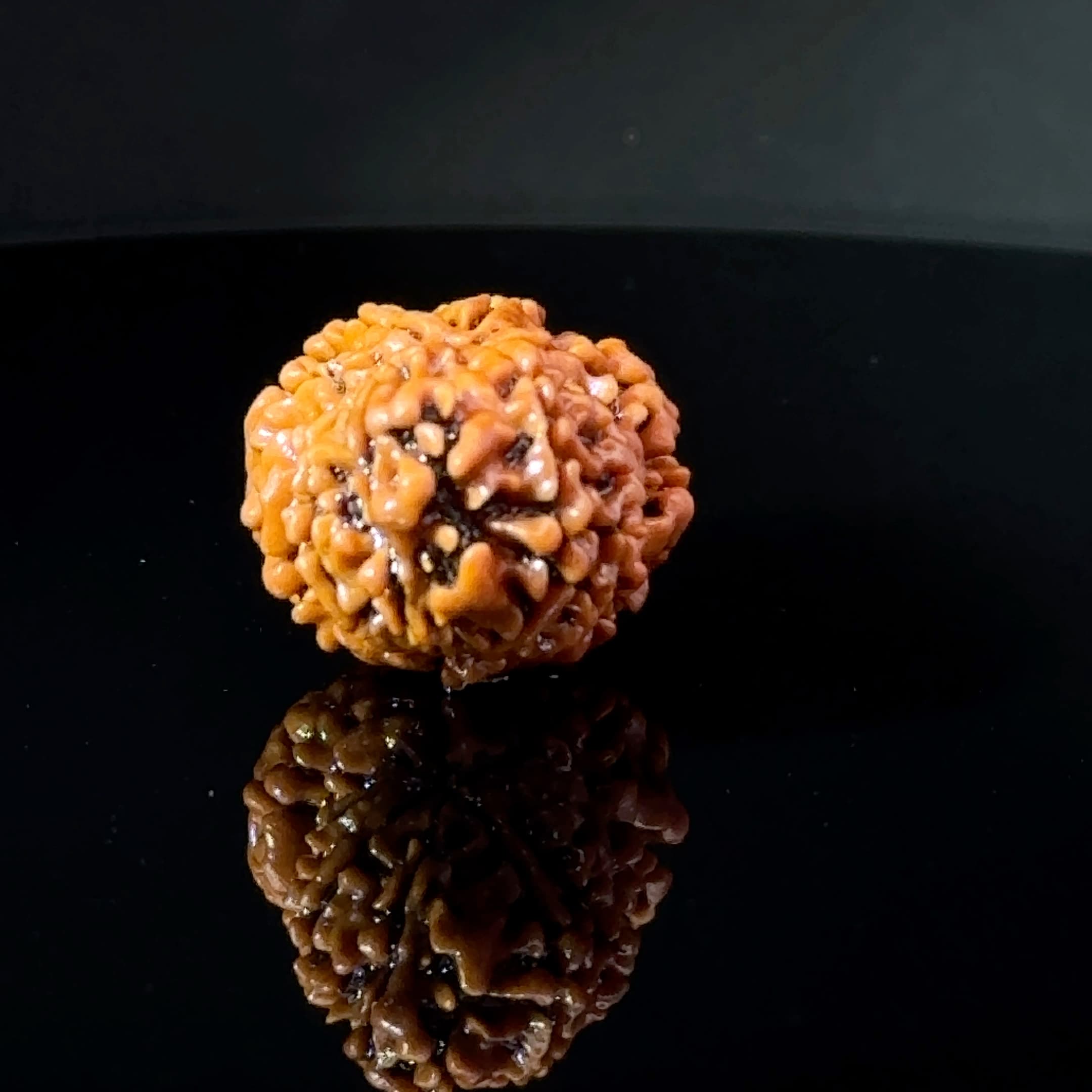 Certified Gauri Shankar Rudraksha IGL - 146103RD