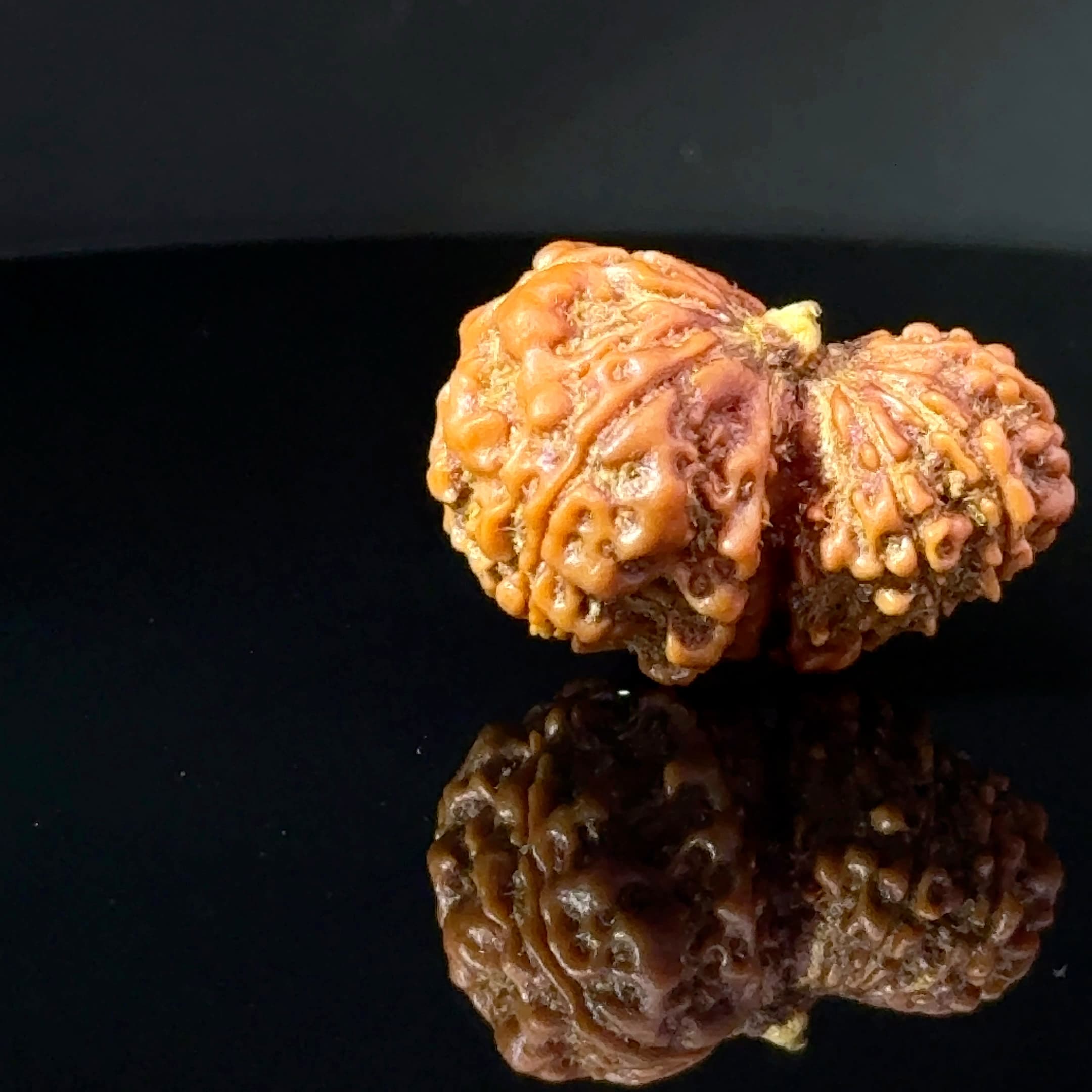 Certified Garbh Gauri Shankar Rudraksha IGL -146109RD