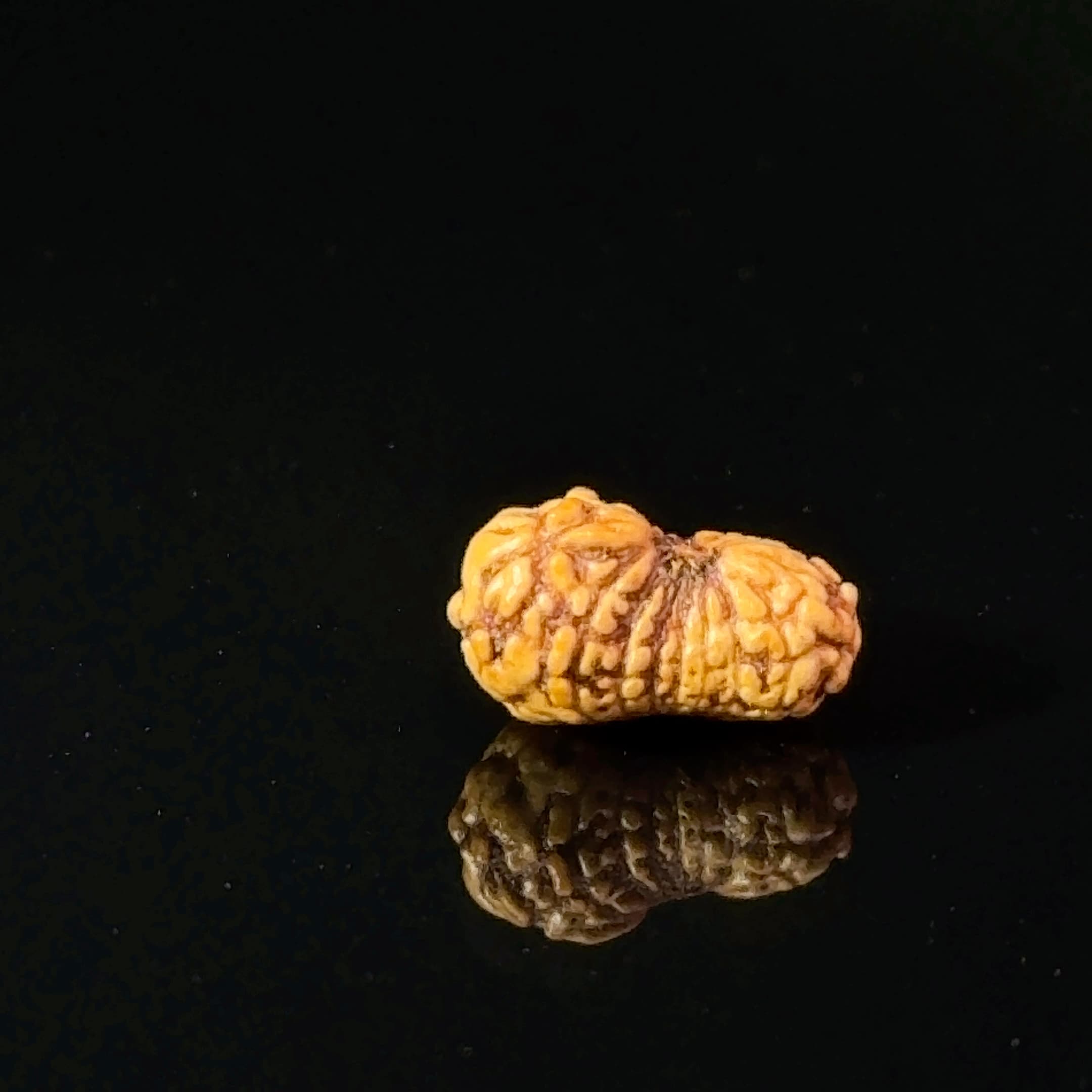 Certified 17 Mukhi Indonesian Rudraksha IGL- 127555RD