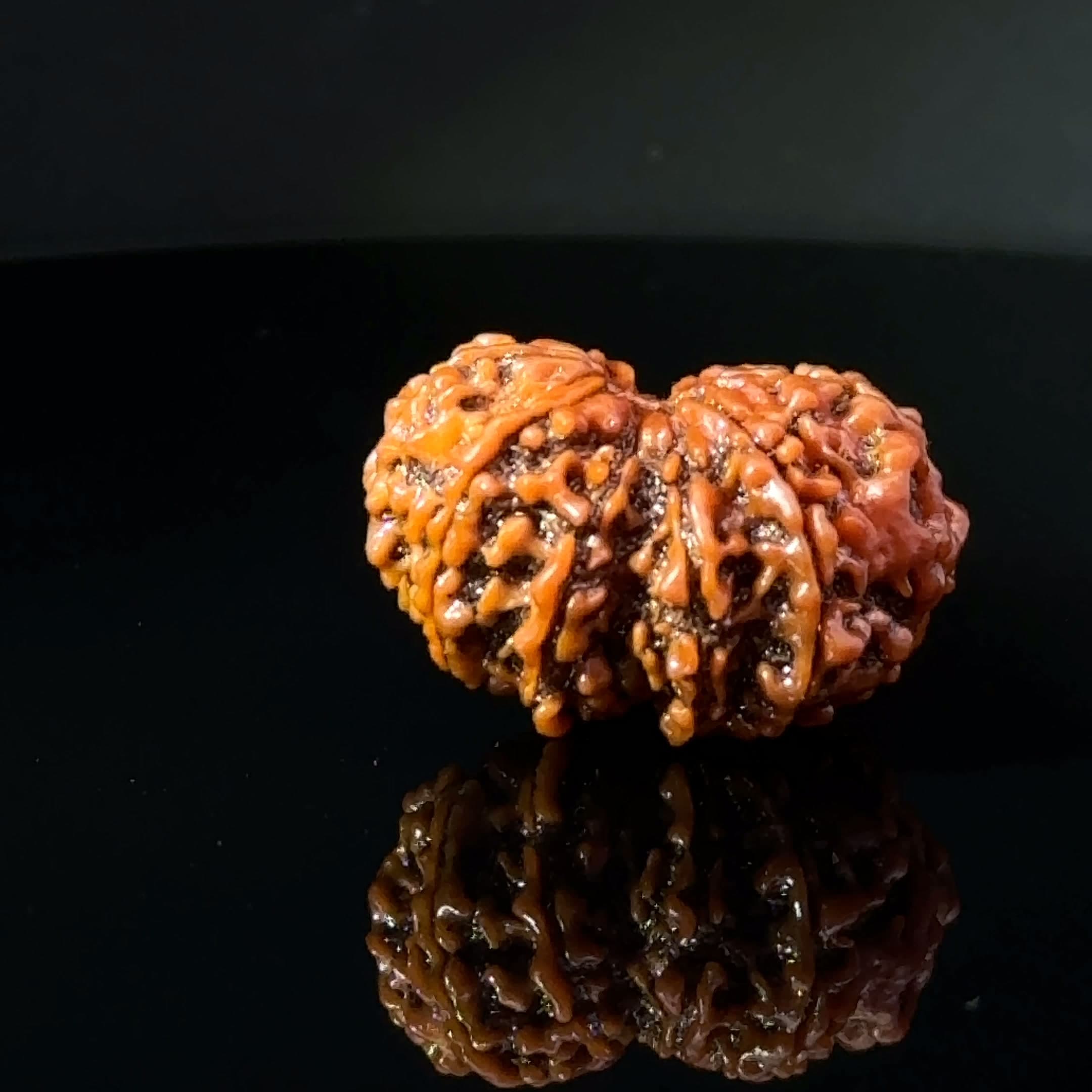 Certified Gauri Shankar Rudraksha IGL - 146102RD
