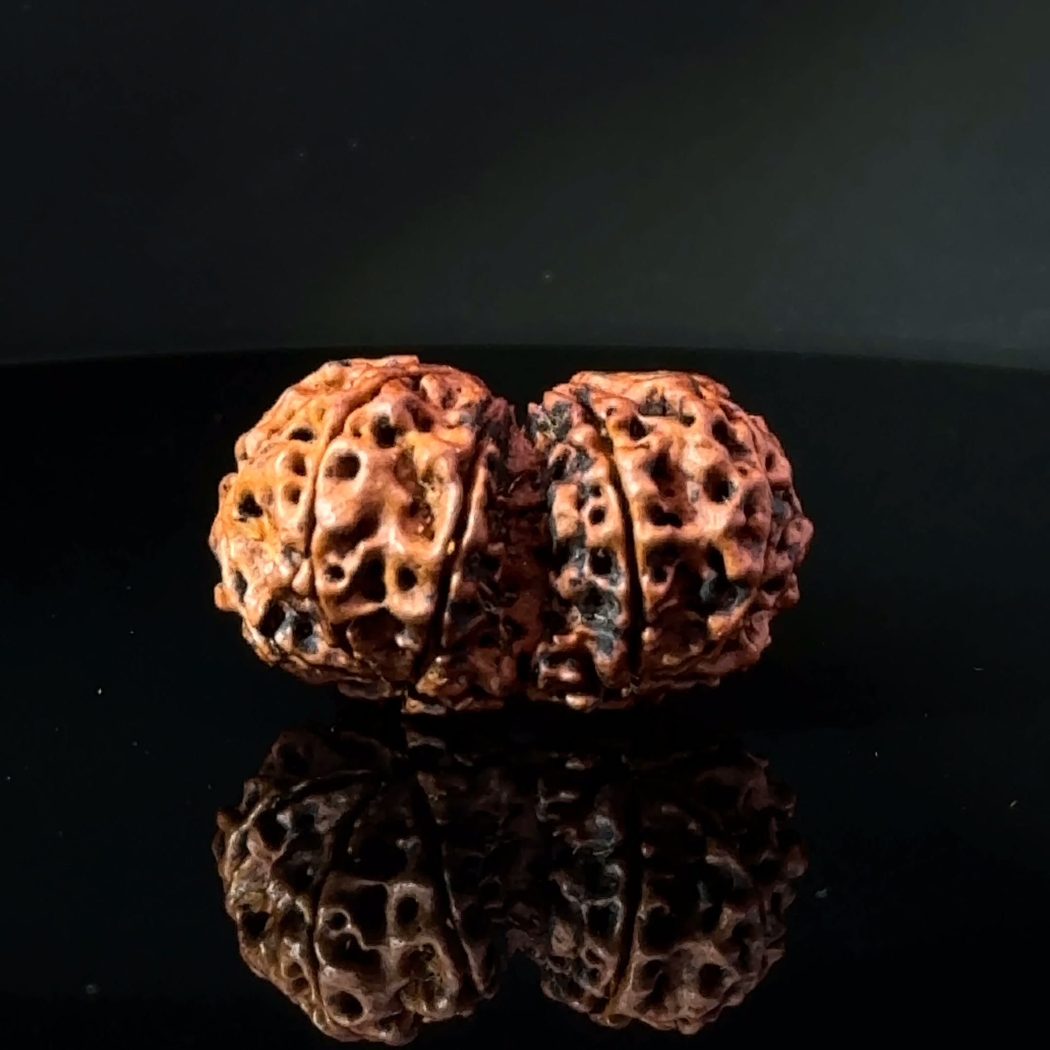 Certified Gauri Shankar Rudraksha IGL - 146092RD