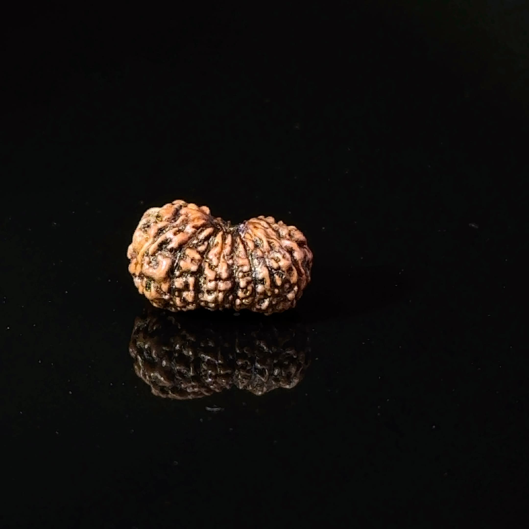Certified 17 Mukhi Indonesian Rudraksha IGL- 127563RD