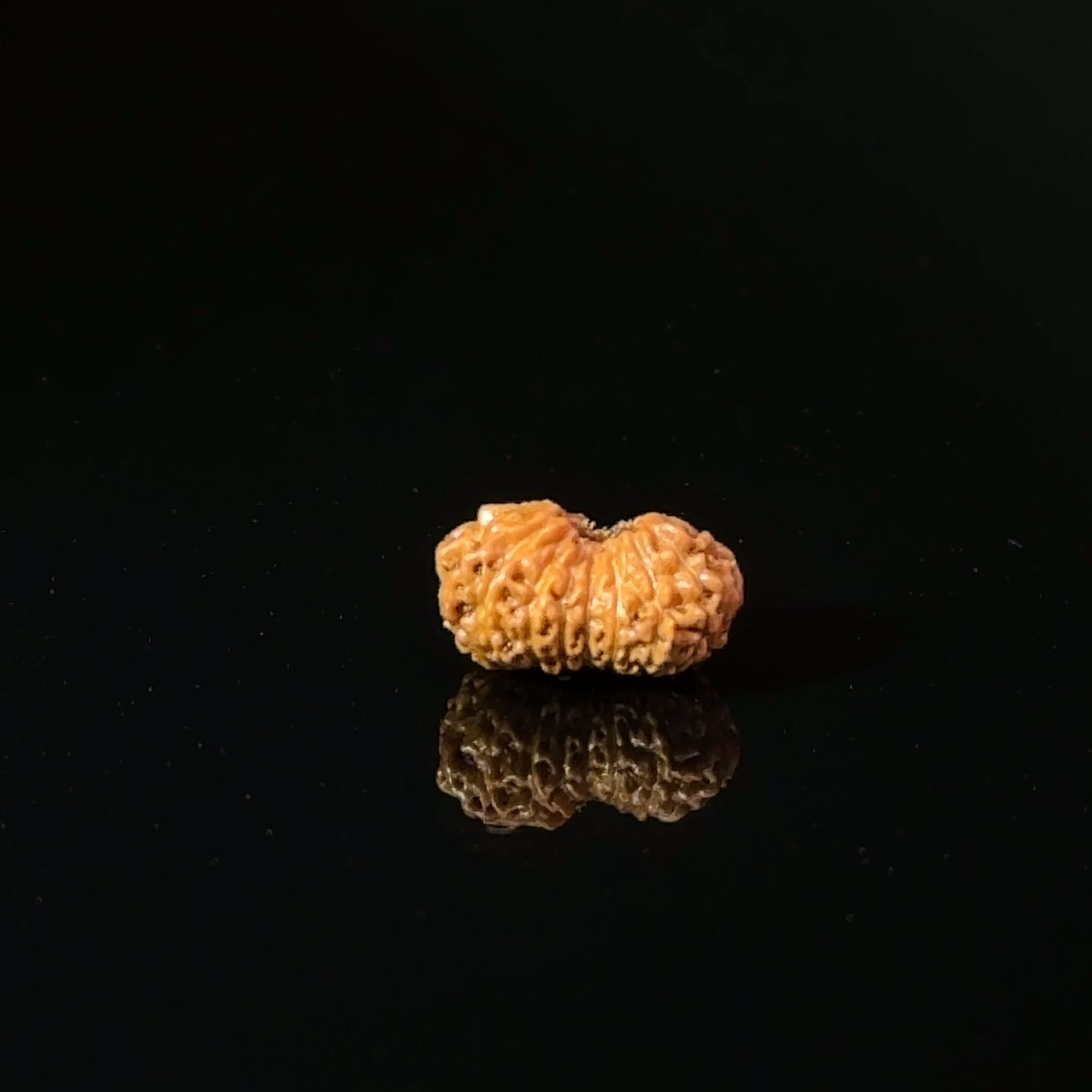Certified 17 Mukhi Indonesian Rudraksha IGL- 127556RD