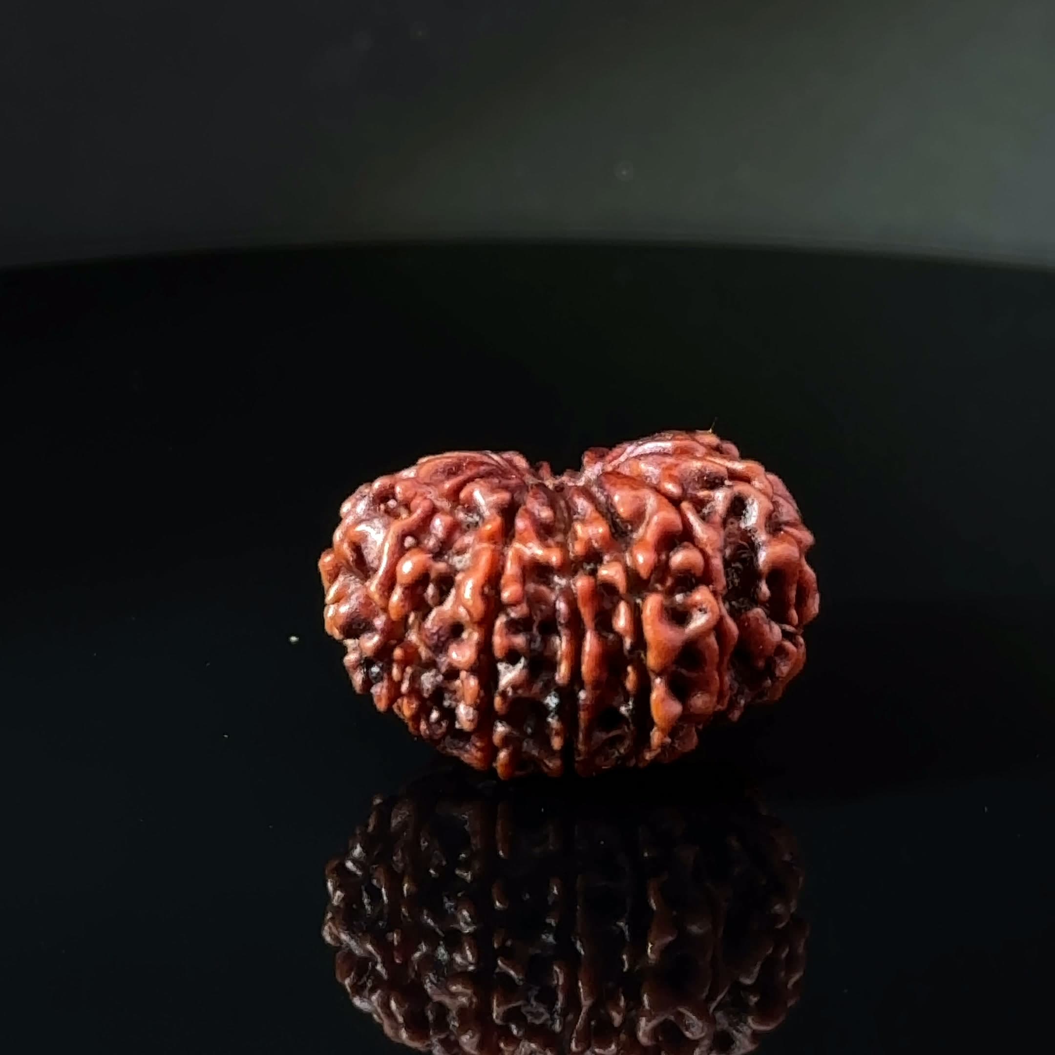 Certified 14 Mukhi Nepali Rudraksha IGL- 145135RD