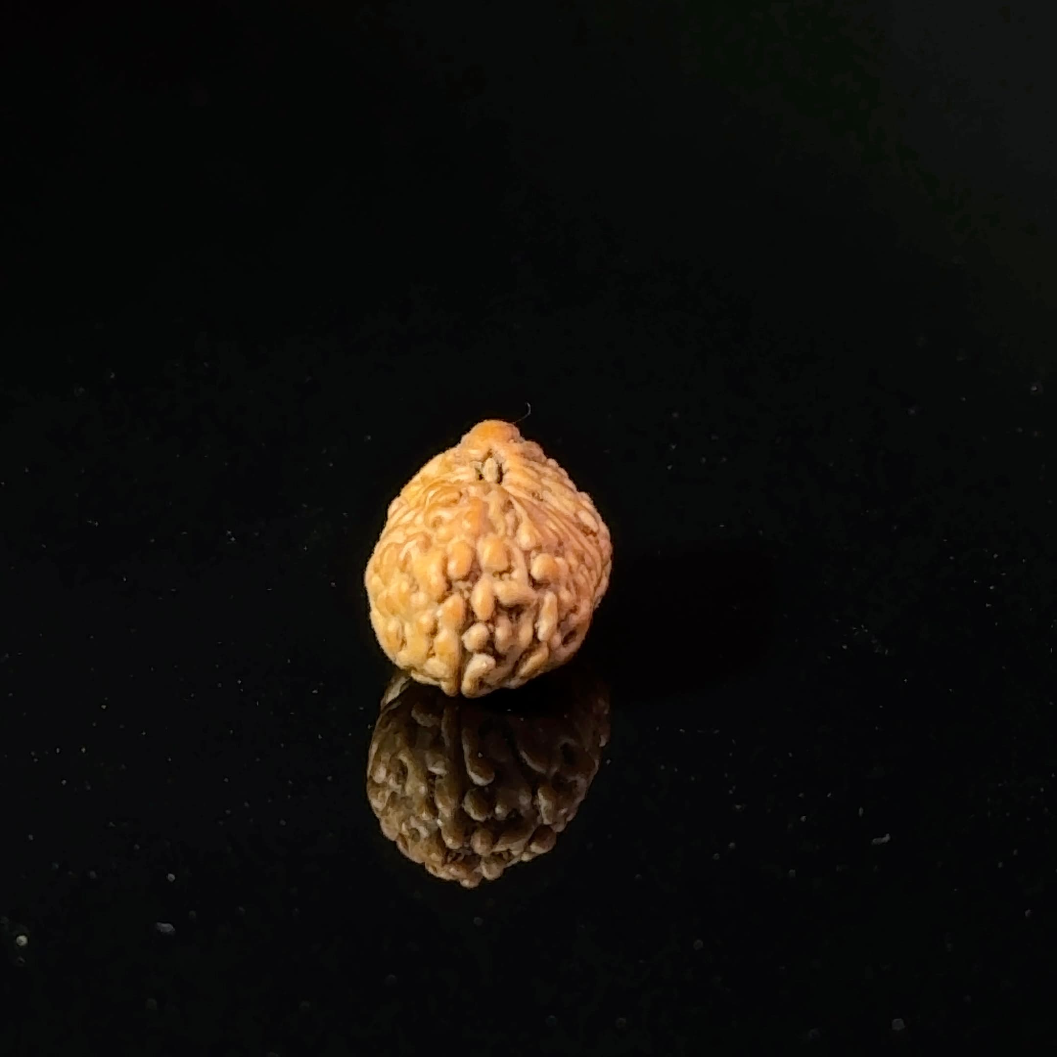 Certified 17 Mukhi Indonesian Rudraksha IGL- 127552RD