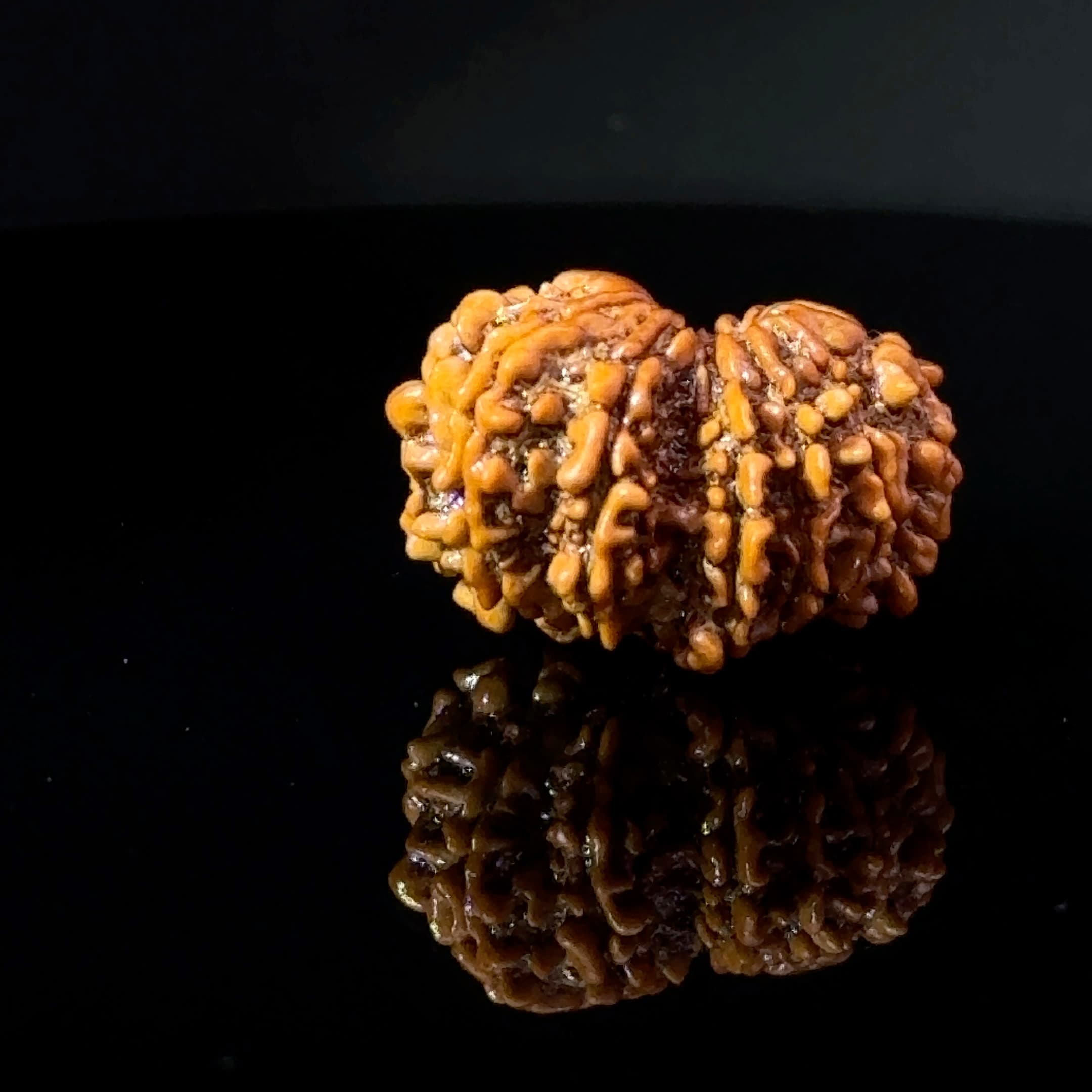 Certified Gauri Shankar Rudraksha IGL - 146101RD