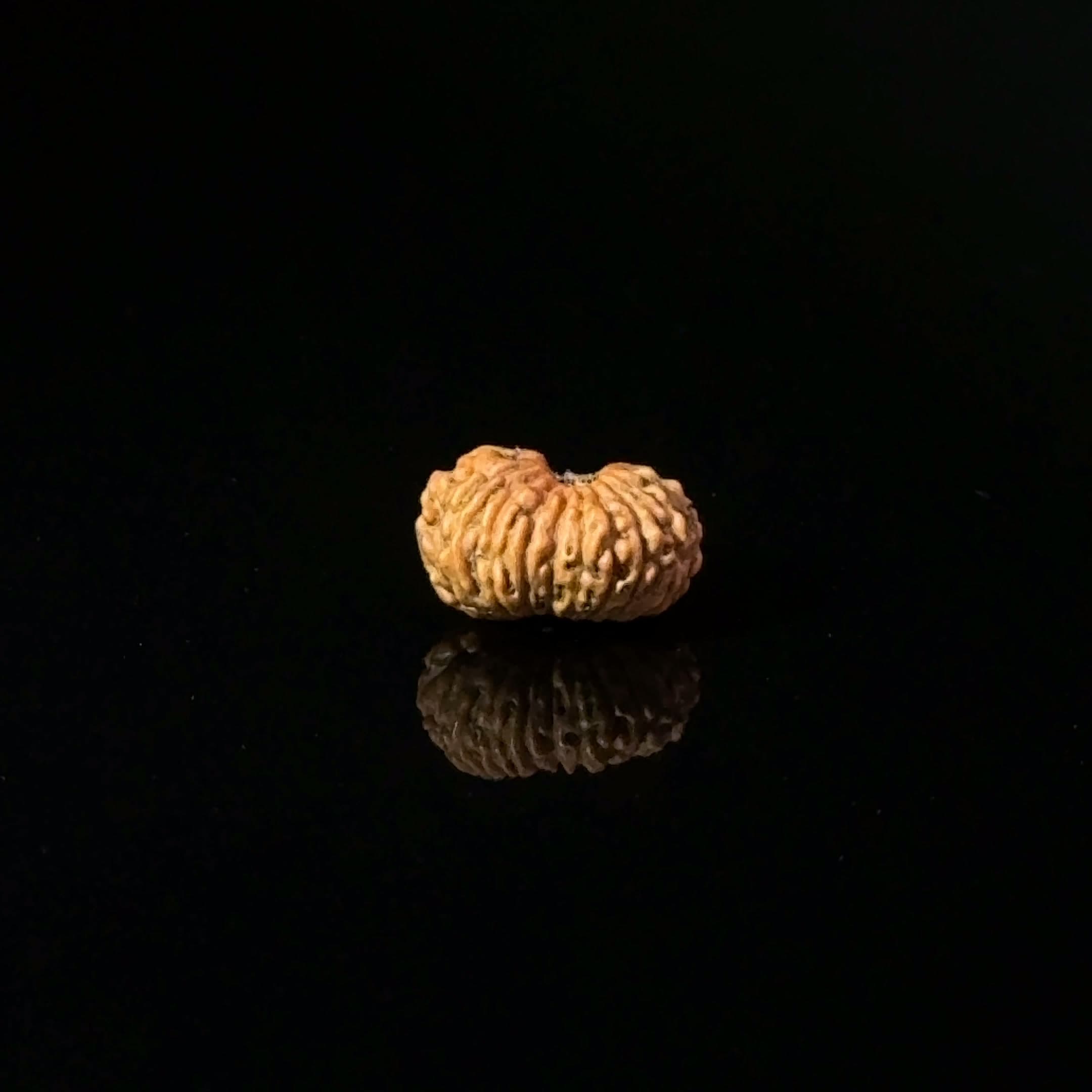 Certified 17 Mukhi Indonesian Rudraksha IGL- 127561RD