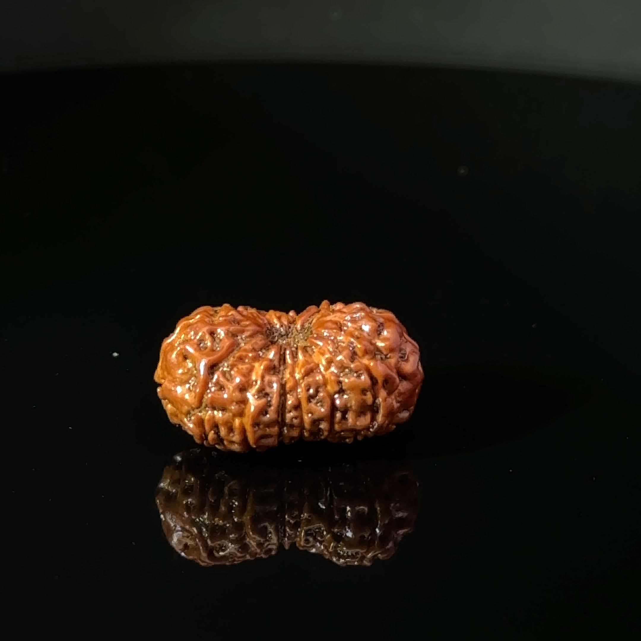 Certified 15 Mukhi Nepali Rudraksha IGL- 135511RD