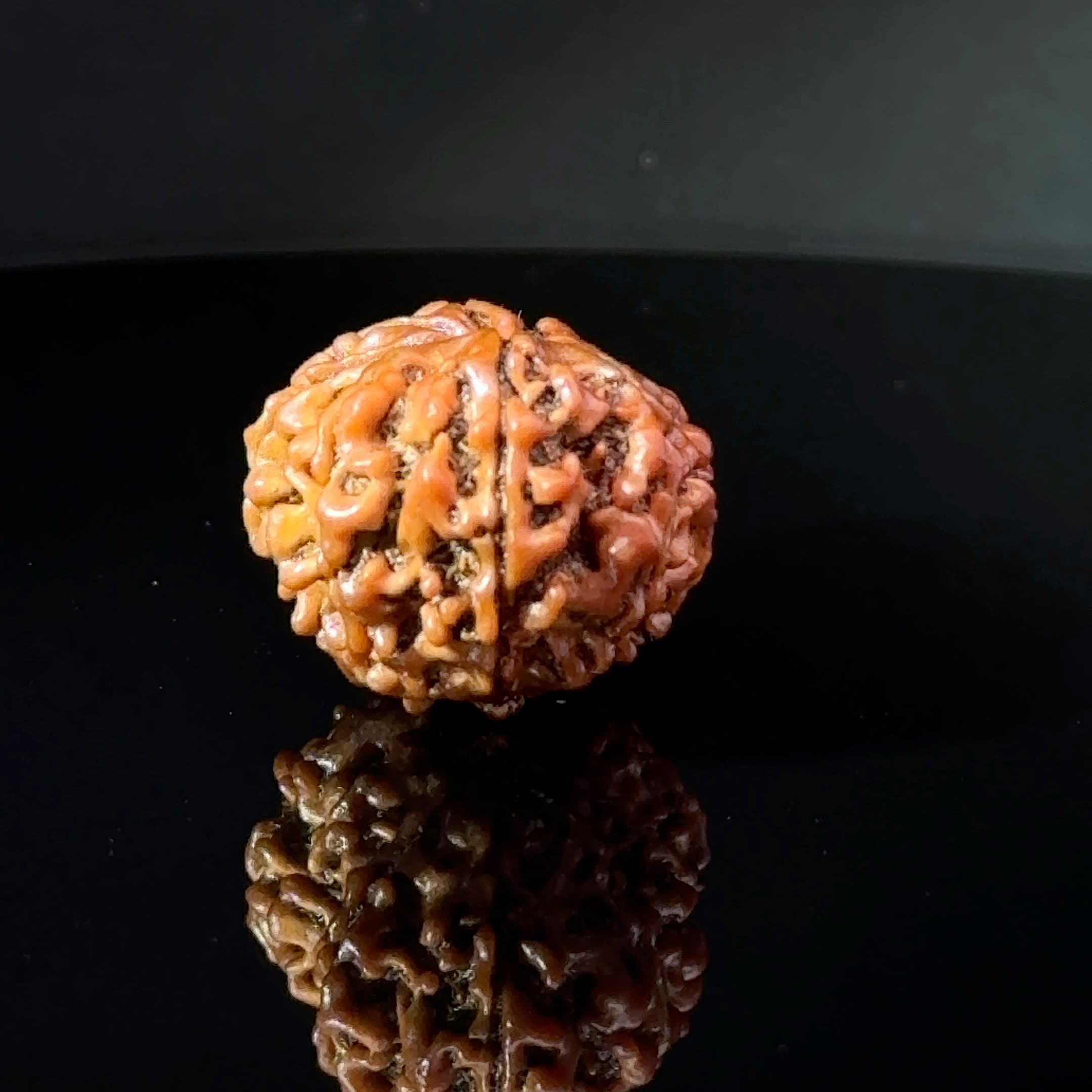 Certified Gauri Shankar Rudraksha IGL - 146105RD