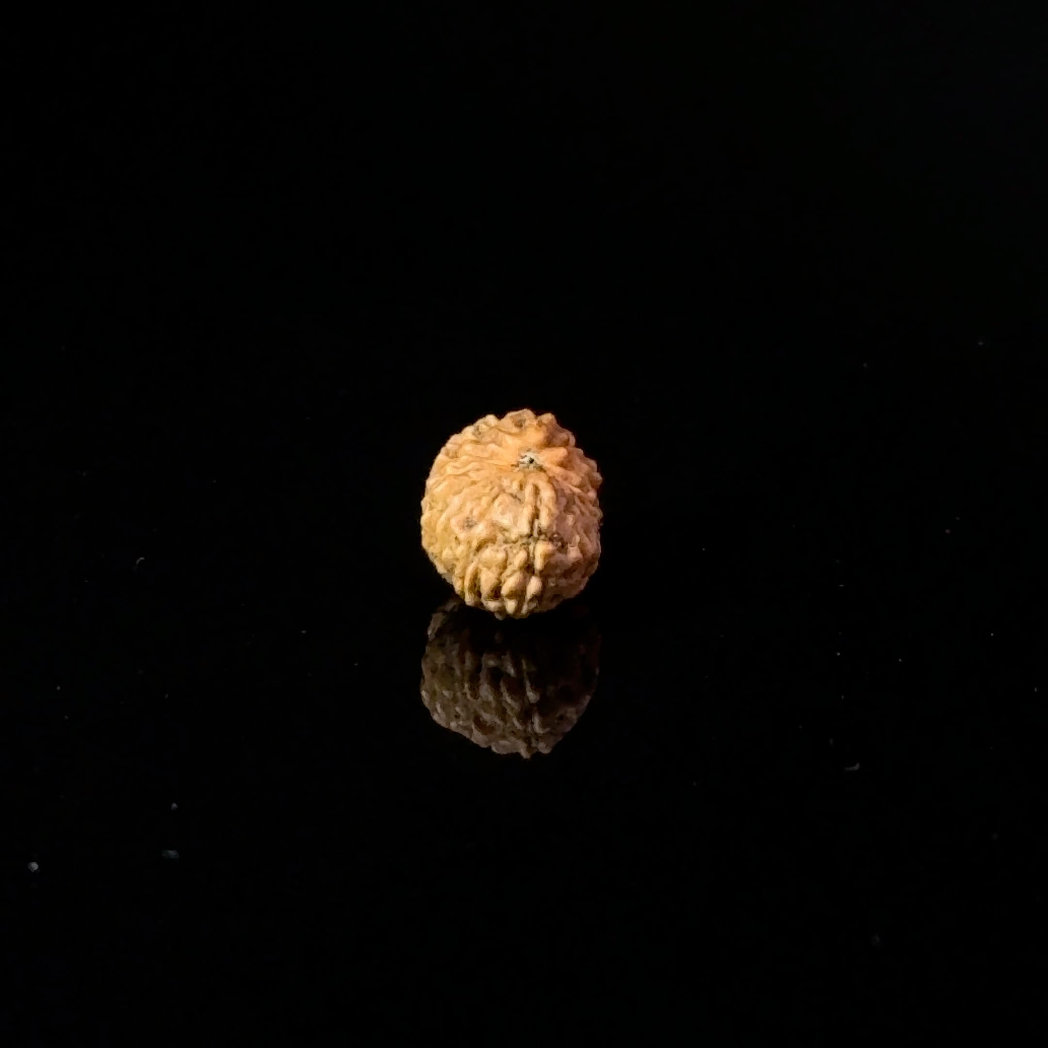 Certified 17 Mukhi Indonesian Rudraksha IGL- 127561RD