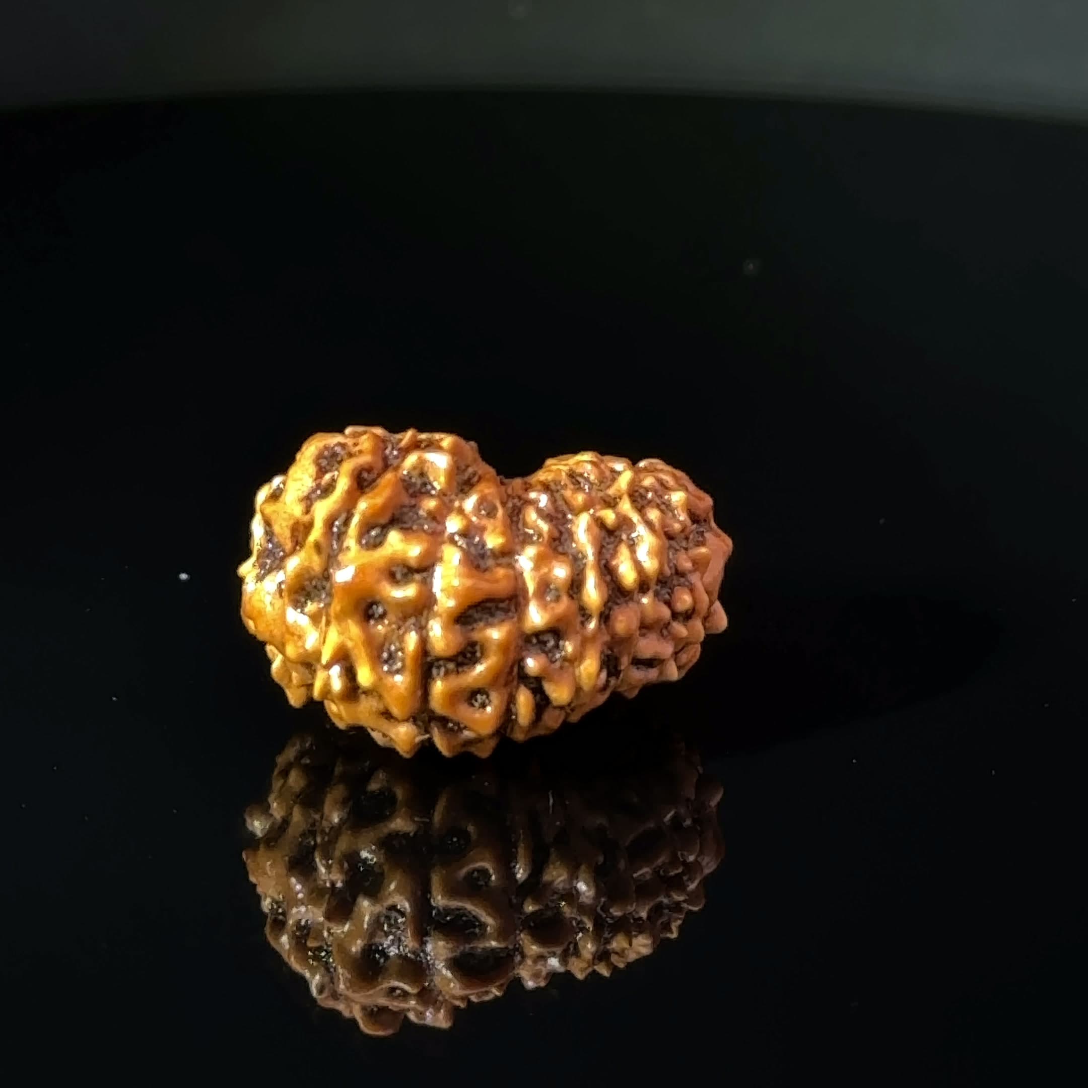 Certified 15 Mukhi Nepali Rudraksha IGL- 135508RD