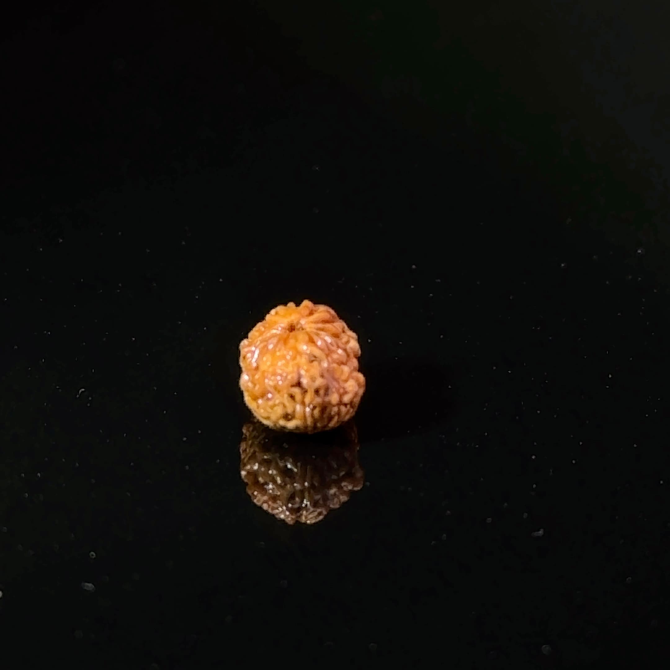 Certified 17 Mukhi Indonesian Rudraksha IGL- 127558RD