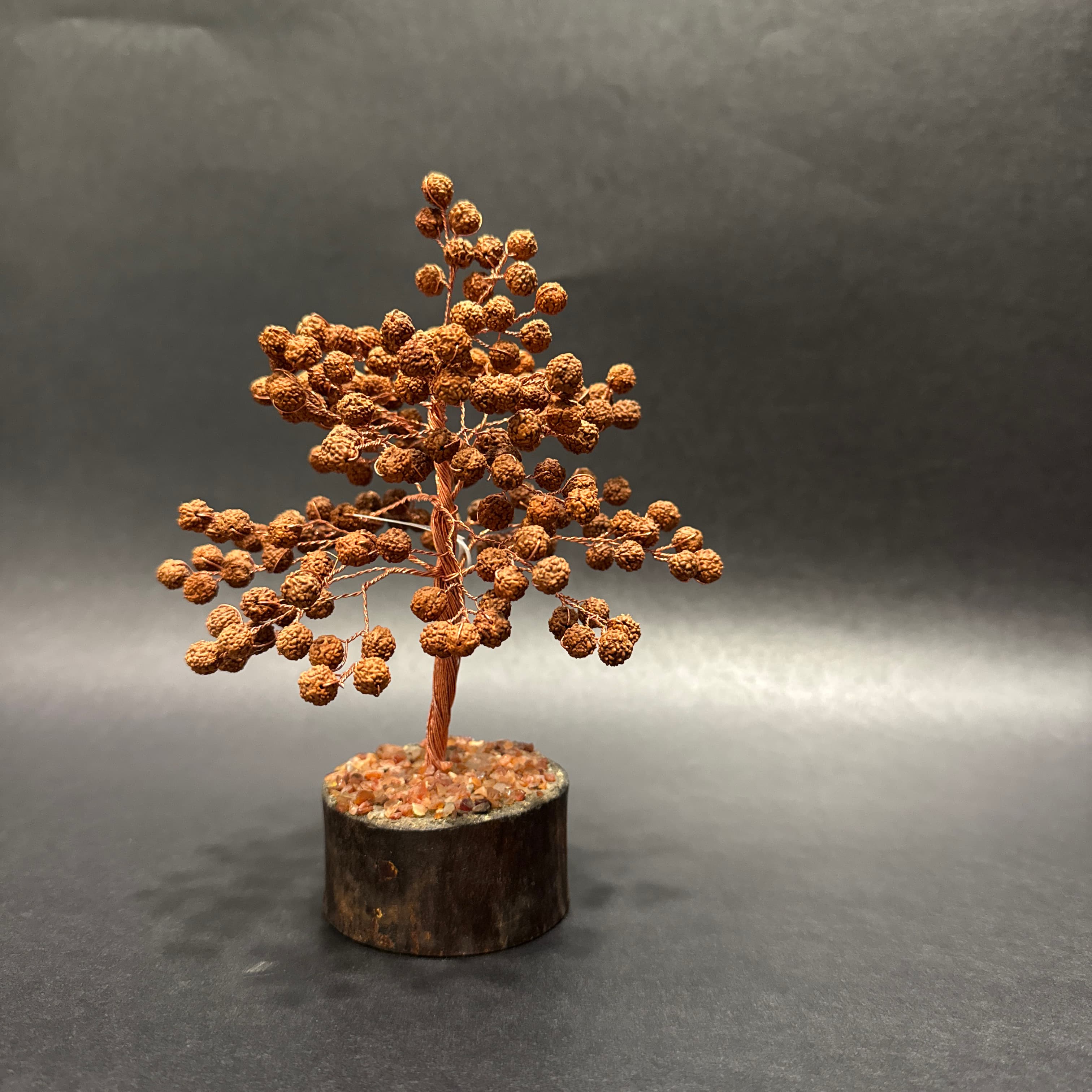 Rudraksha Tree