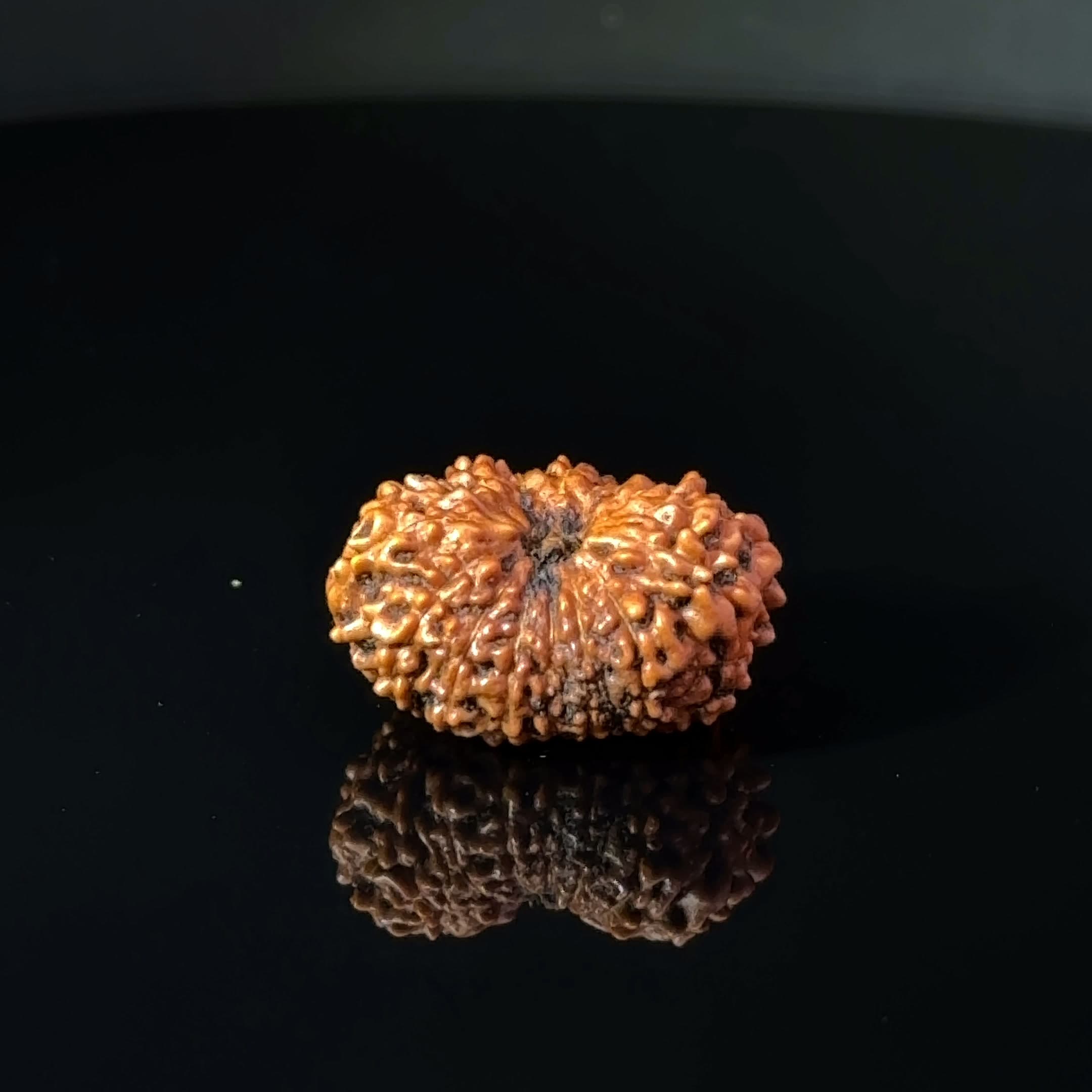 Certified 15 Mukhi Nepali Rudraksha IGL- 135509RD