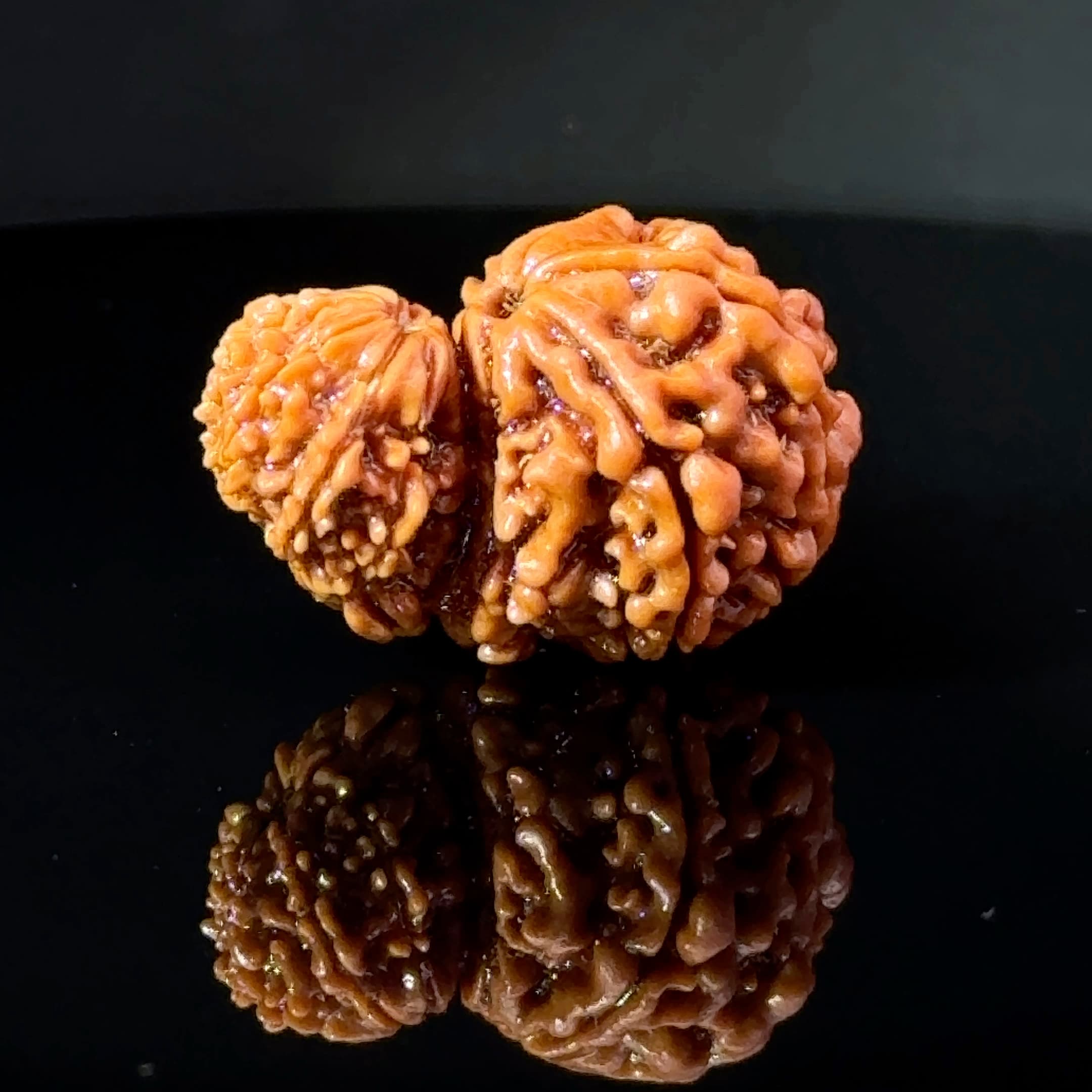Certified Garbh Gauri Shankar Rudraksha IGL -146111RD
