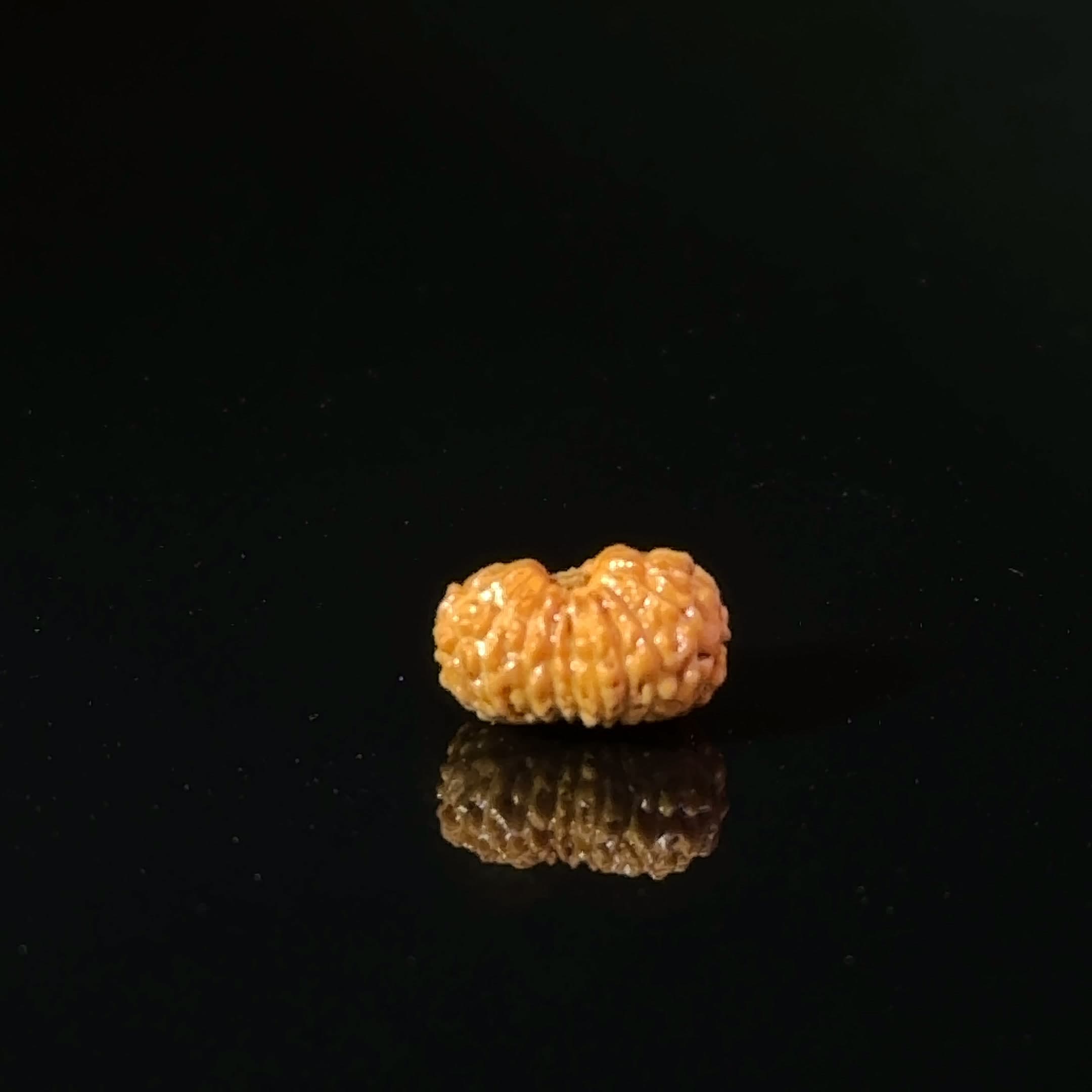 Certified 17 Mukhi Indonesian Rudraksha IGL- 127557RD