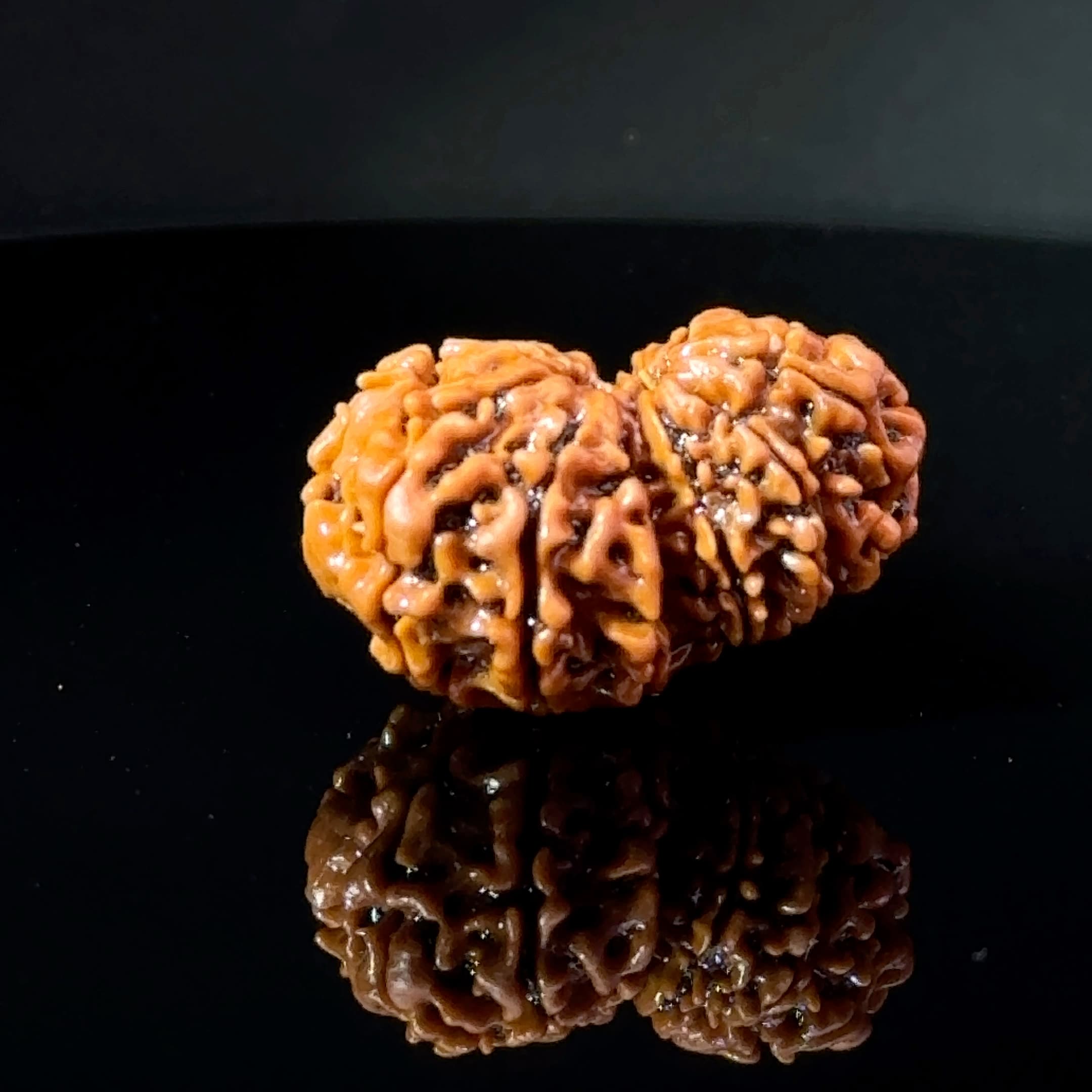 Certified Gauri Shankar Rudraksha IGL - 146103RD