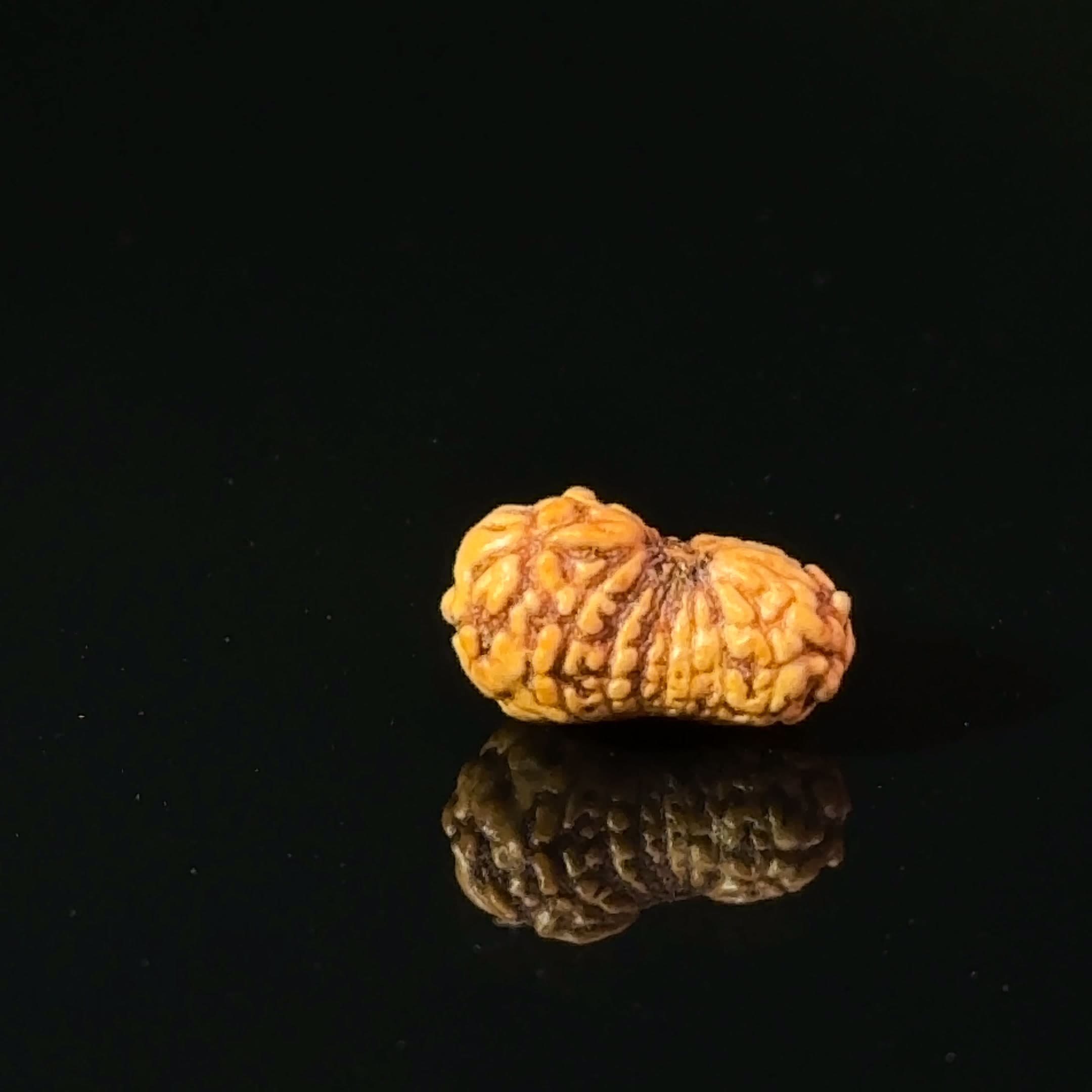 Certified 17 Mukhi Indonesian Rudraksha IGL- 127555RD