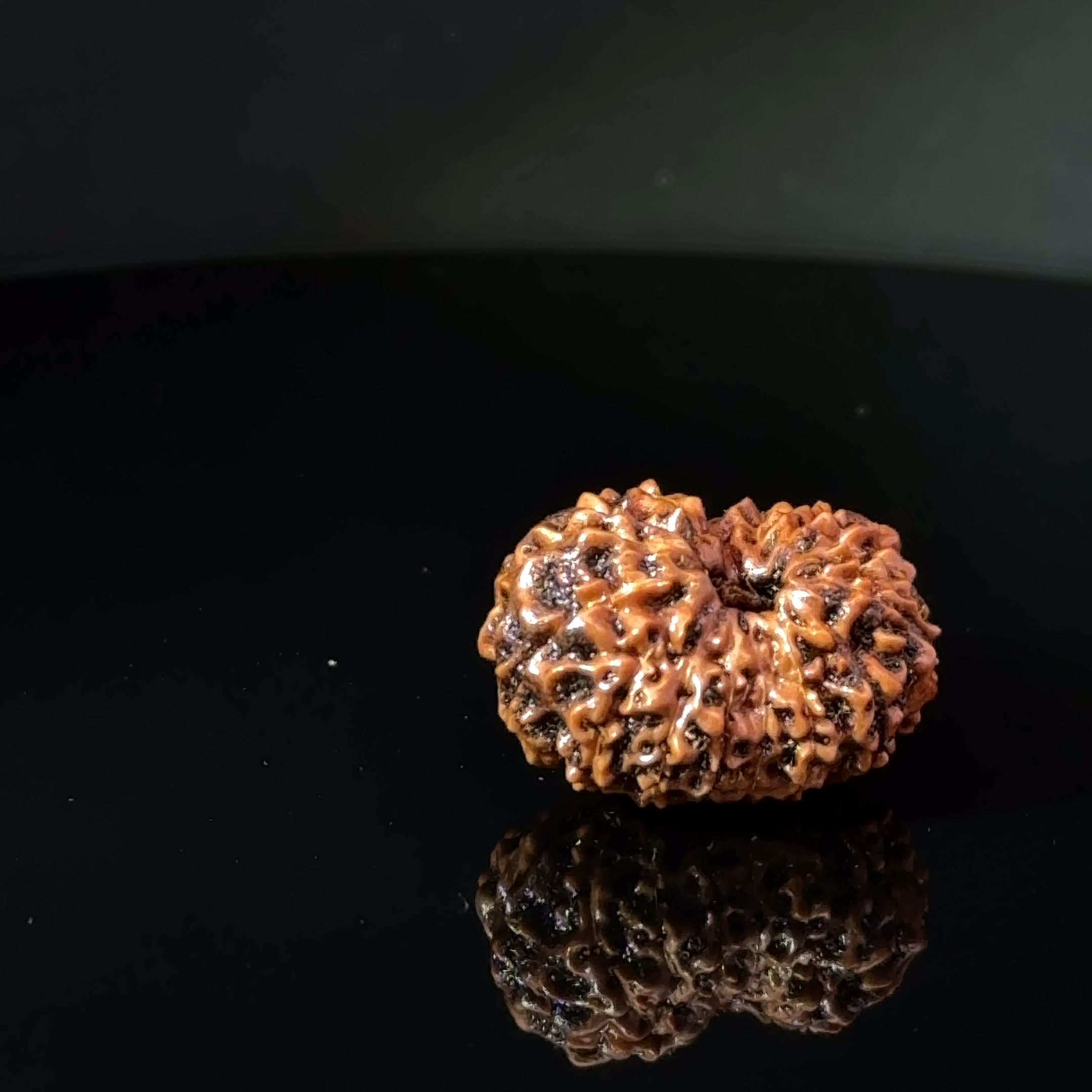 Certified 15 Mukhi Nepali Rudraksha IGL- 135507RD