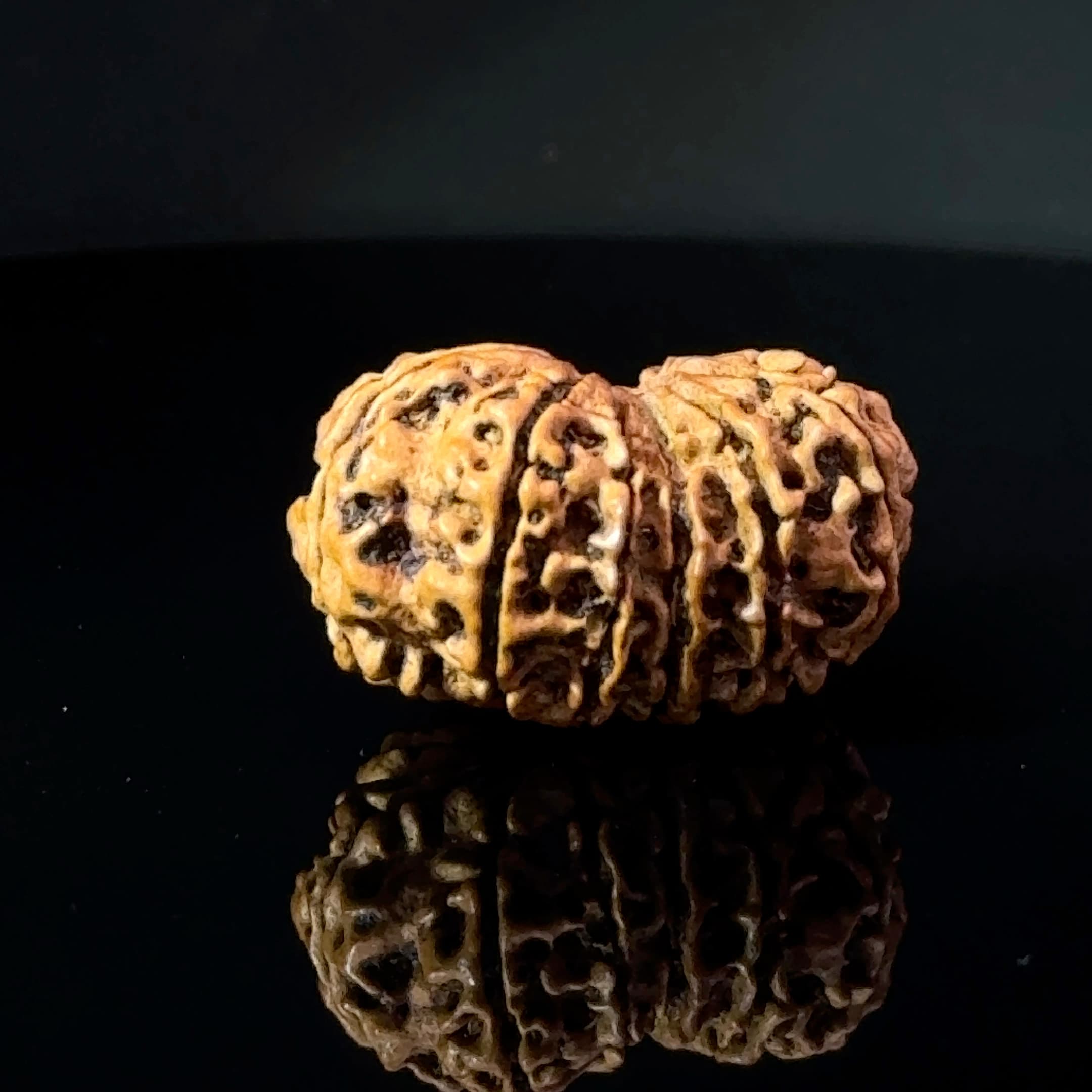 Certified Gauri Shankar Rudraksha IGL - 146104RD