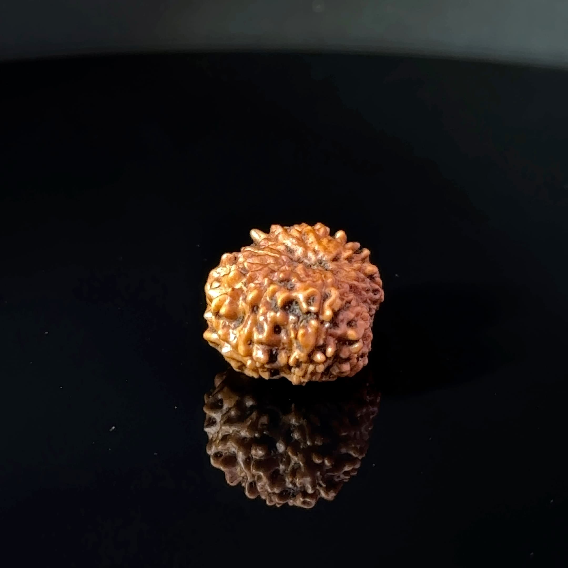 Certified 15 Mukhi Nepali Rudraksha IGL- 135509RD