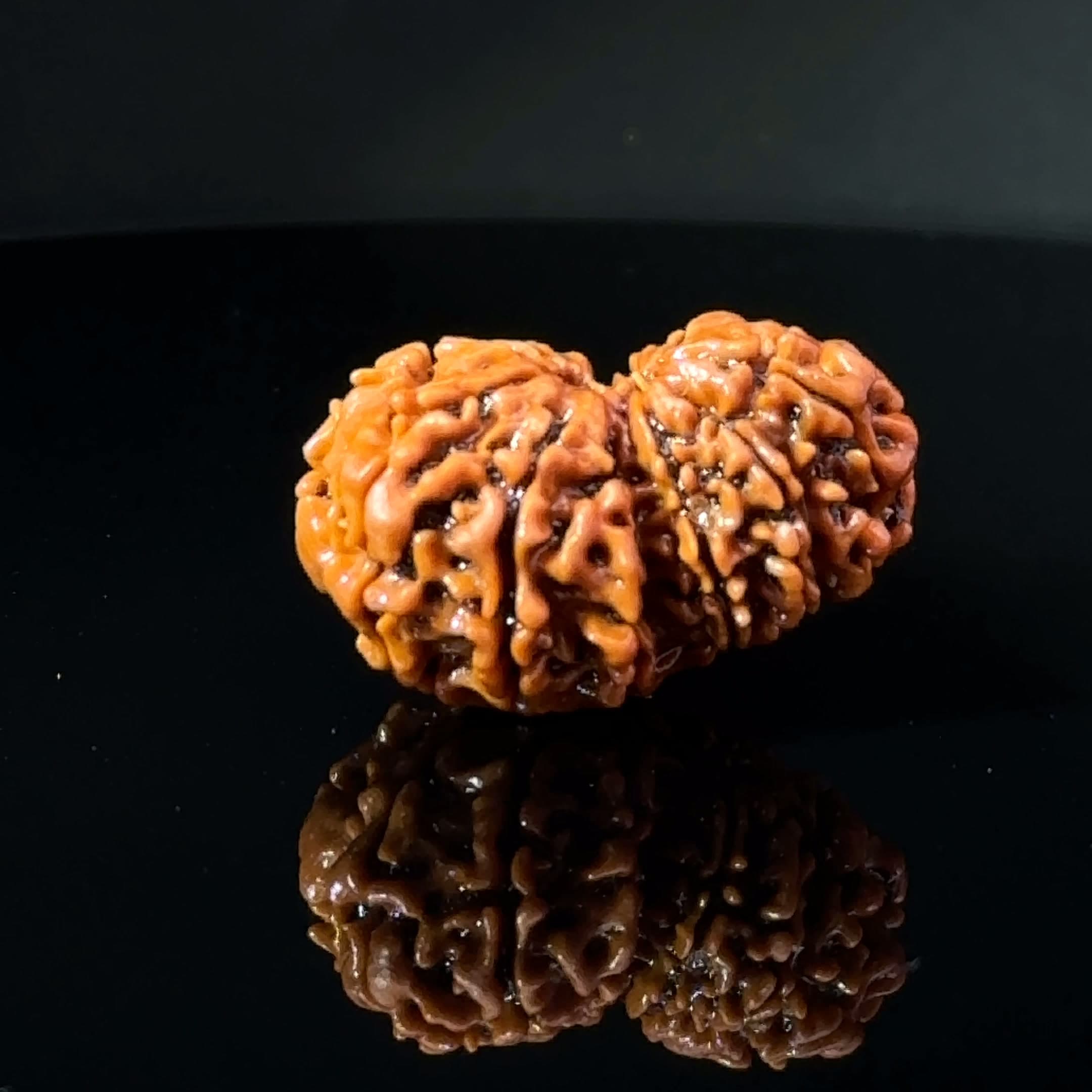 Certified Gauri Shankar Rudraksha IGL - 146103RD